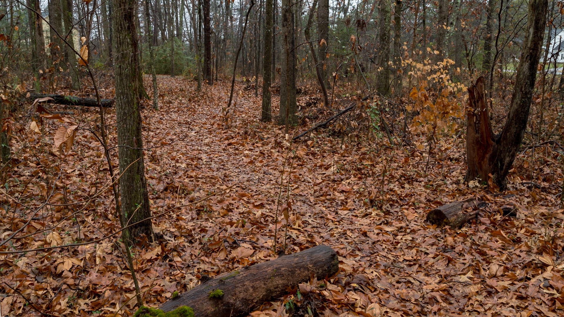 We have been in the house almost all of Christie's birthday today.  I kept looking outside, thinking how peaceful it looked.  Finally, I went for a short walk.  My fingers got cold and my butt got wet, setting on the ground to get down low.