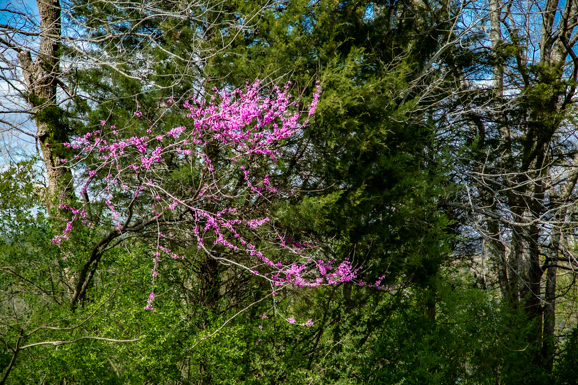 Redbud at Meldon Hill Park