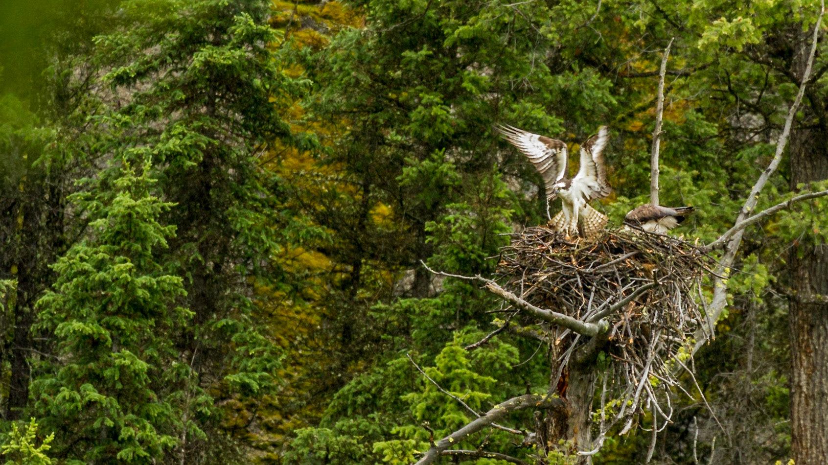 Lamar Valley Day in Yellowstone National Park