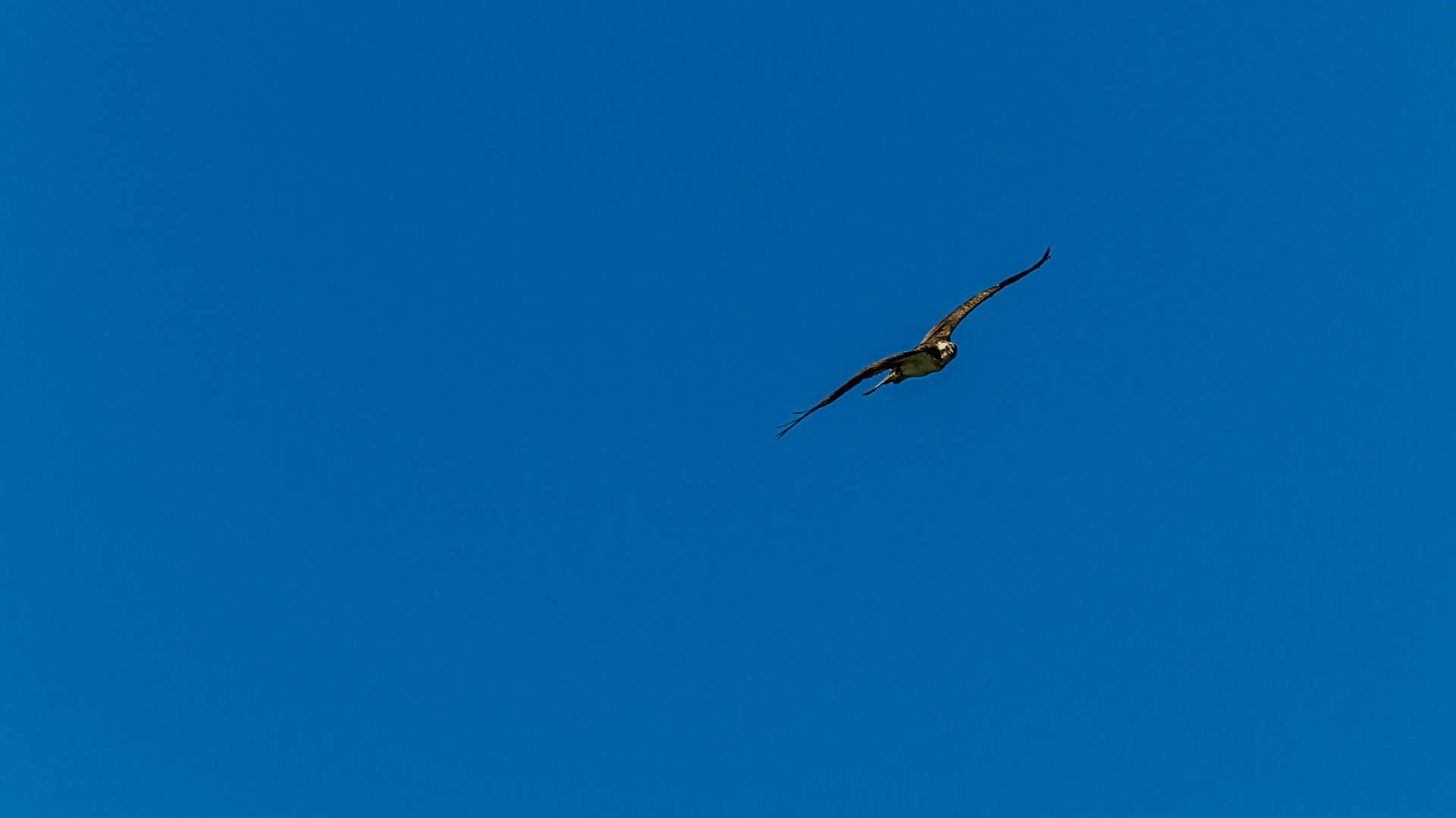 We arrived in Invermere about 11 PM the night before these osprey images, without stopping for dinner. It was a great day.  Parking for the hotel was on the street.  The restaurant in front of our parking space appeared open.  Mark went to check and reported we could still get food as I headed to check in. It turned out to be “bar food,” with just a few people remaining. The oversize appetizers were welcome and good.  Mark was talking with a woman who had been riding horses with a friend that day.  When our food came, she said it was time for her to go home.  I noticed and said “we’re the only guys in here.”  They all giggled, including the bartender.  Before we finished eating a guy came from the back.  It seemed he must have been the chef and/or maybe the owner.  He was from somewhere in the Middle East.  The conversation was interesting.  He had no idea Highway 93 that ran near his town runs from Jasper to the Mexican border.  On the subject of photography, he wanted to make sure we saw the osprey around Windermere Lake.  From his perspective, there were many of them and we imagined a wilderness park of some kind.  The next morning we found two osprey and houses all along the lakeshore, except for a small park with picnic tables and playground equipment.  Several miles down the road we began wondering whether we had stumbled into a gay bar on “girl’s night” – probably not.  The speculation was fun.