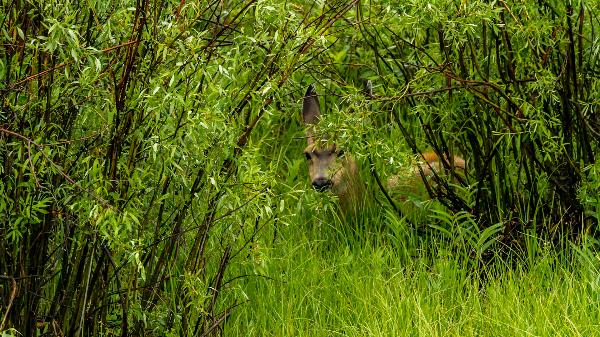 Lamar Valley Day in Yellowstone National Park