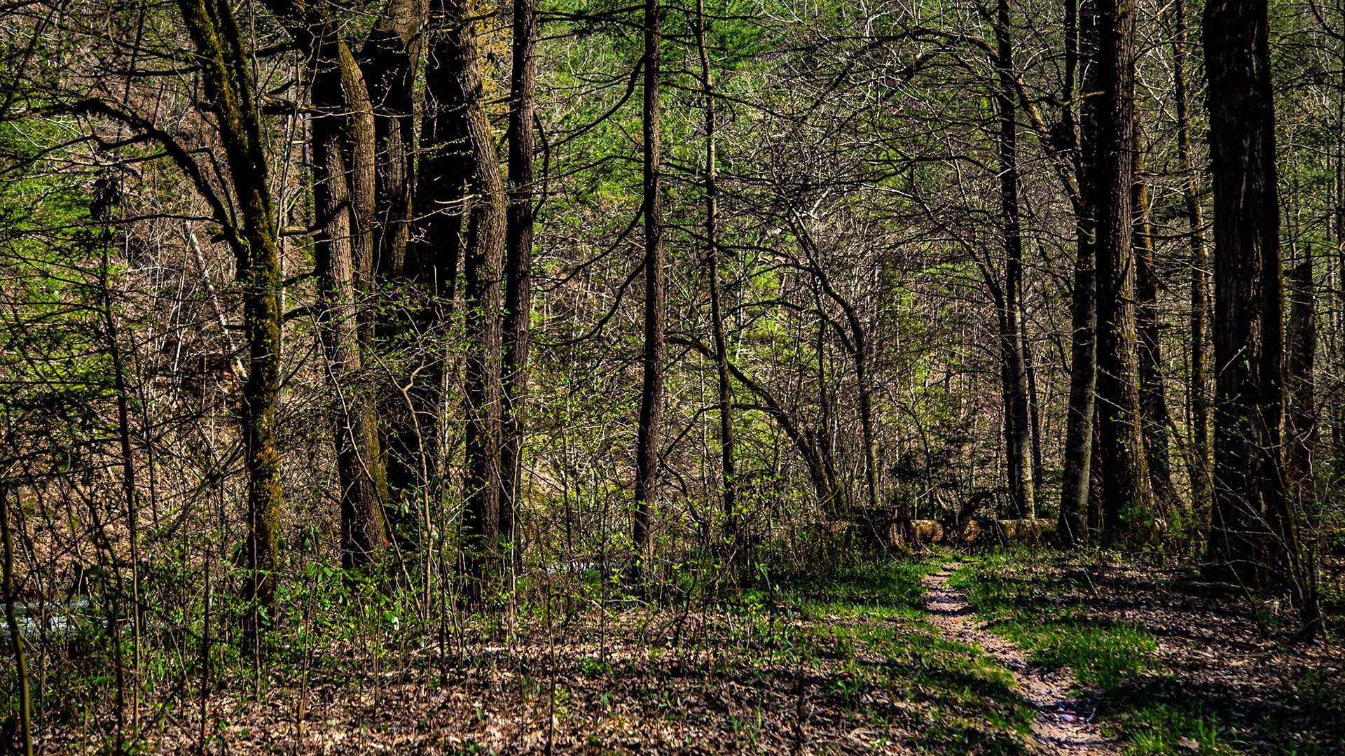 Streamside Trail in Spring at Citico Creek Campsite 9