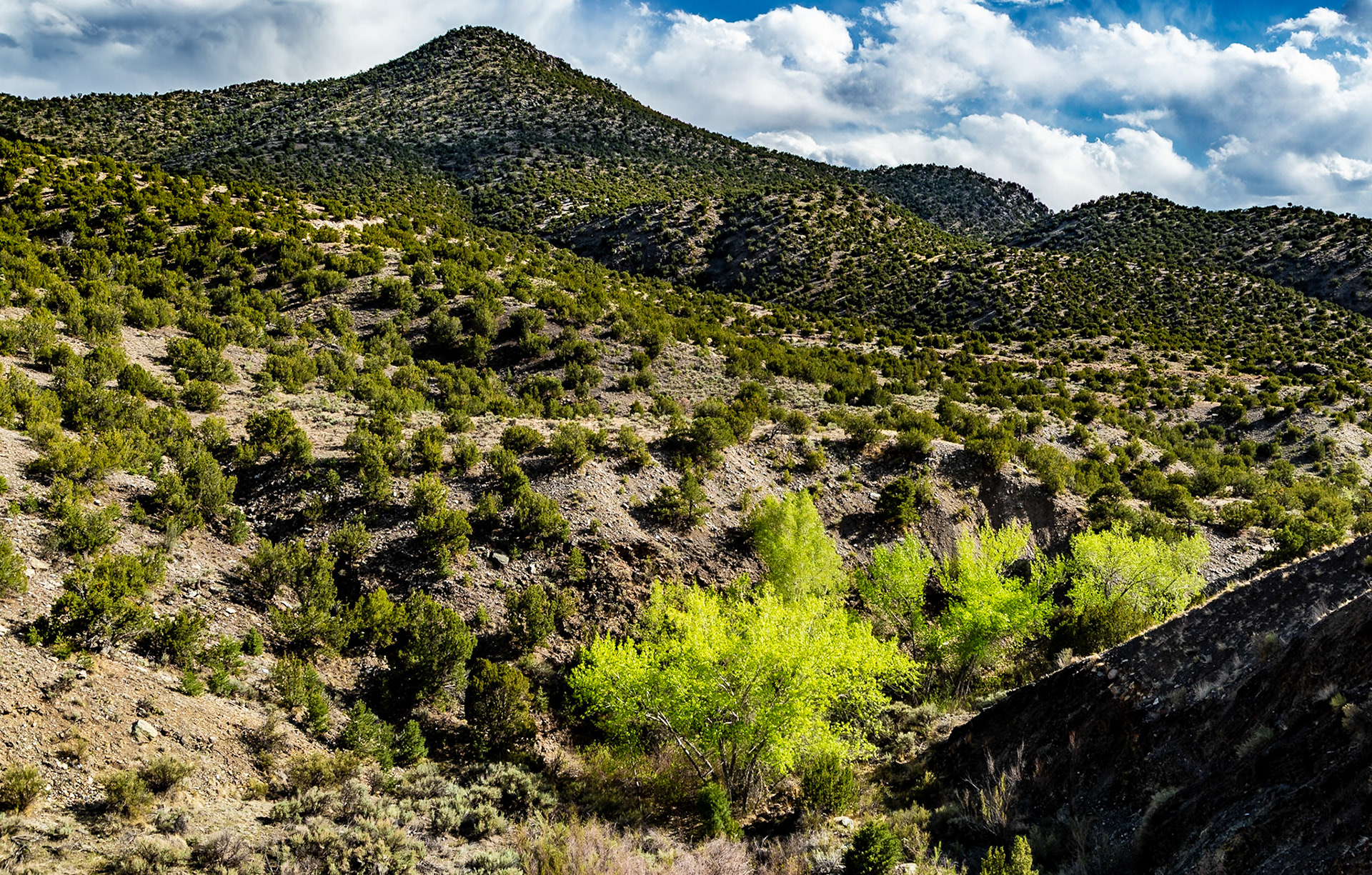 Years ago, I read an Ansel Adams photograph caption, discussing how he captured cottonwood trees in black and white, for the sense of their glow in spring.  I saw that glow yesterday.  Digital color is much easier.