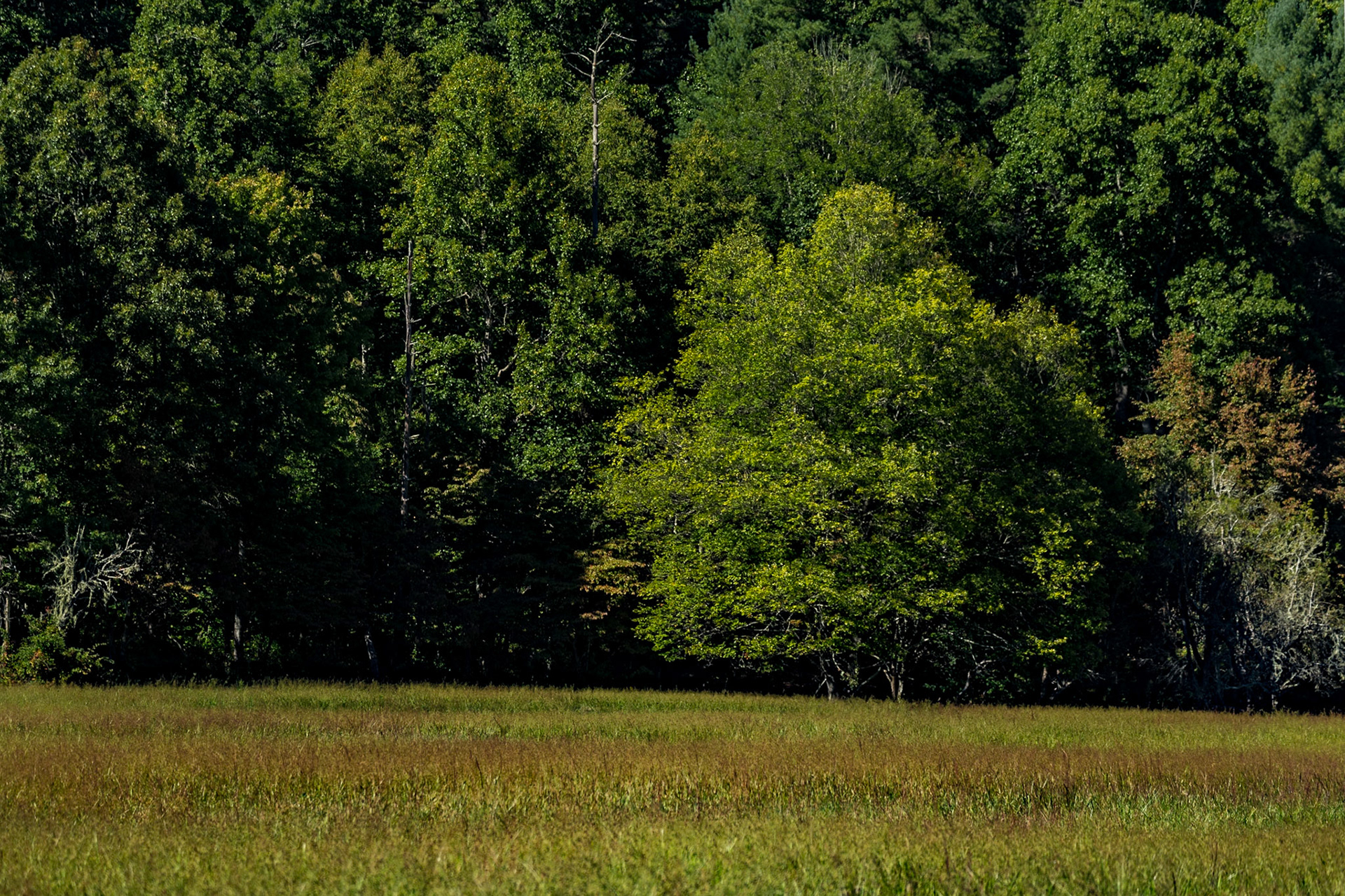 Very Early Fall in Cataloochee Valley