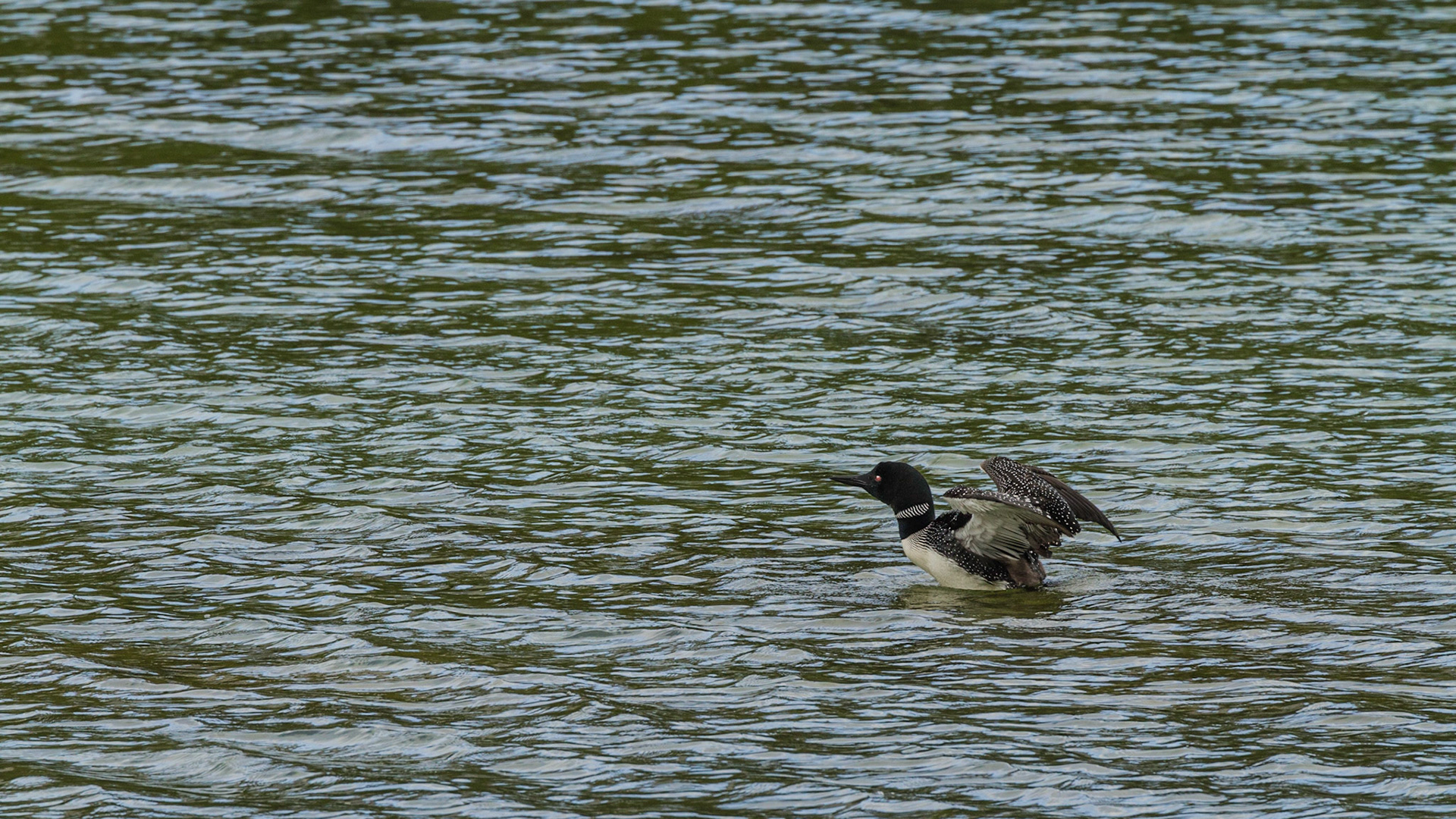 We turned onto Spray Valley Road and figured out that it could eventually take us back to Canmore. Soon, we discovered this Common Loon on a lake near the road.  He performed for me.  Although the road was unpaved gravel, it was smooth and appeared to be a very comfortable drive. We continued.