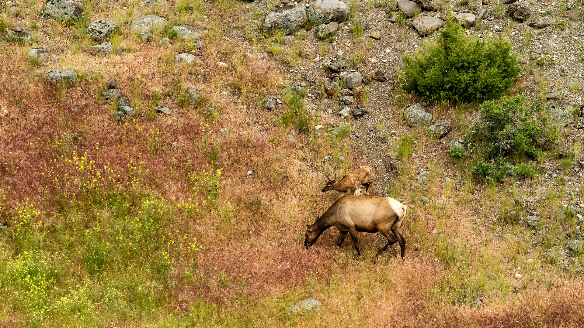 Lamar Valley Day in Yellowstone National Park