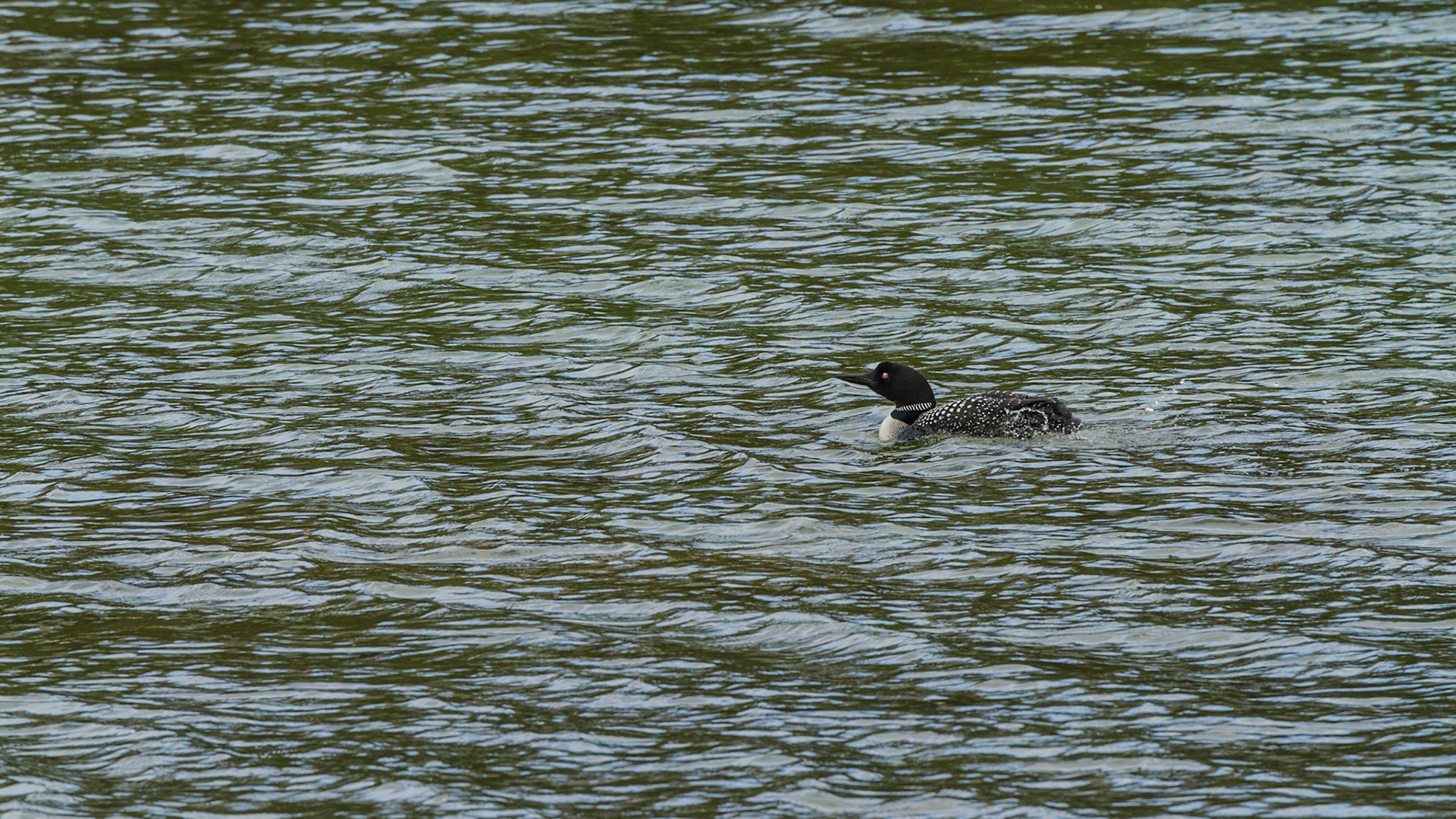 We turned onto Spray Valley Road and figured out that it could eventually take us back to Canmore. Soon, we discovered this Common Loon on a lake near the road.  He performed for me.  Although the road was unpaved gravel, it was smooth and appeared to be a very comfortable drive. We continued.