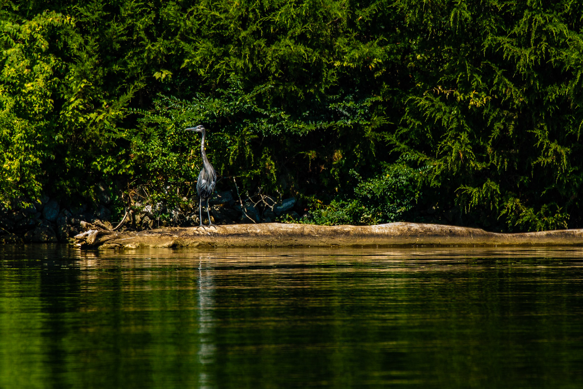 Cove Park Heron