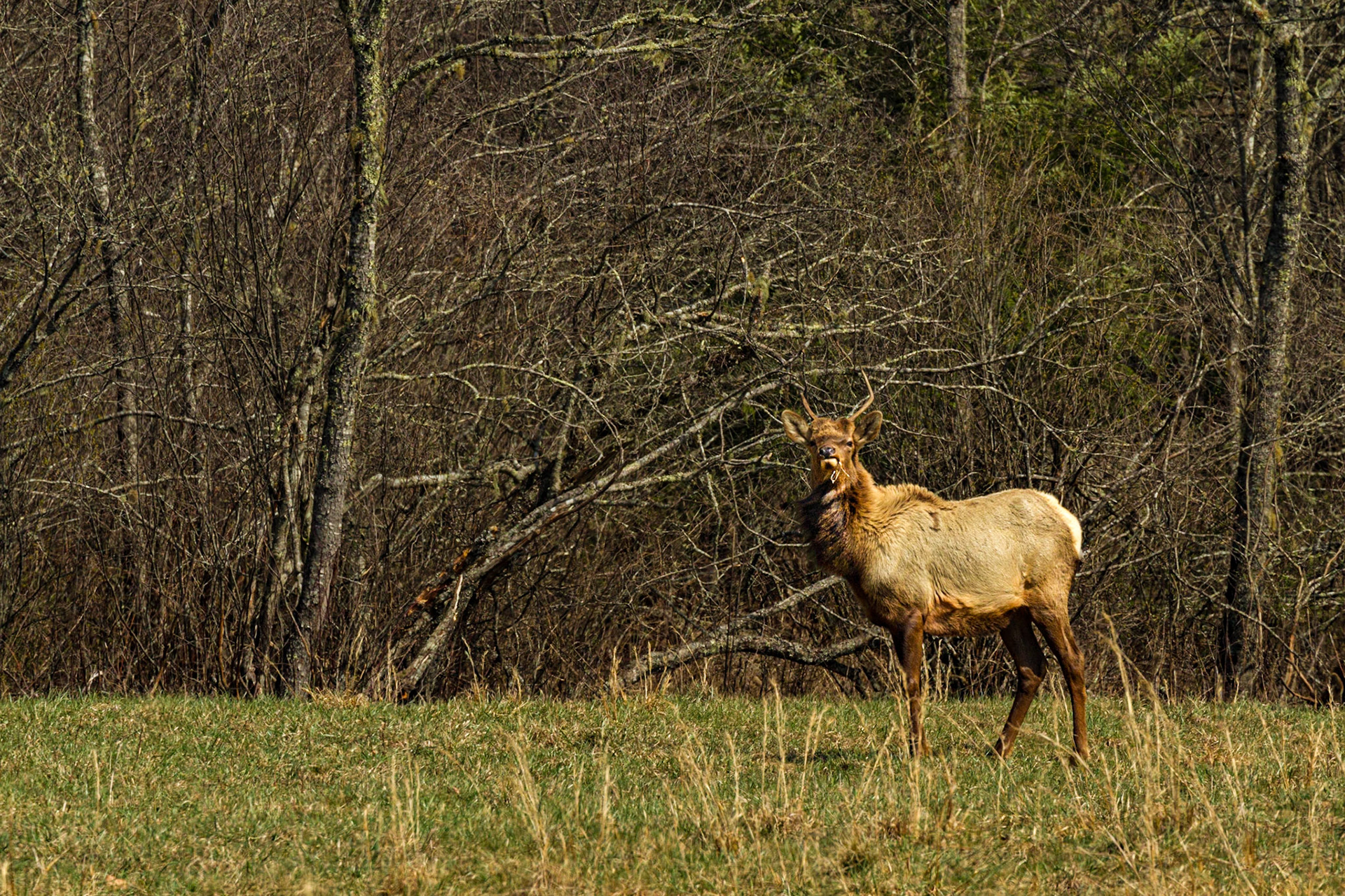 Elk in Cataloochee Valley