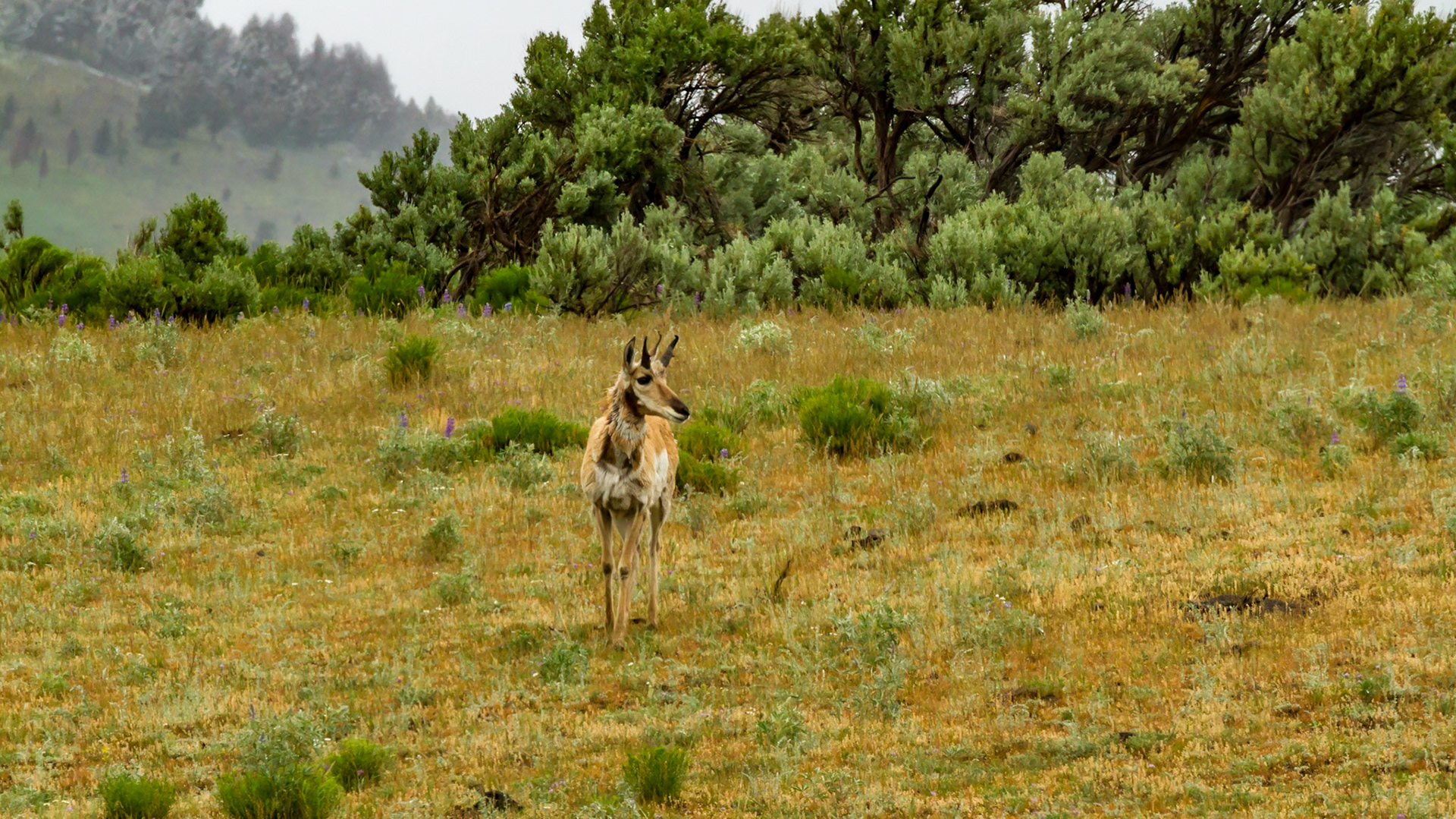 Lamar Valley Day in Yellowstone National Park