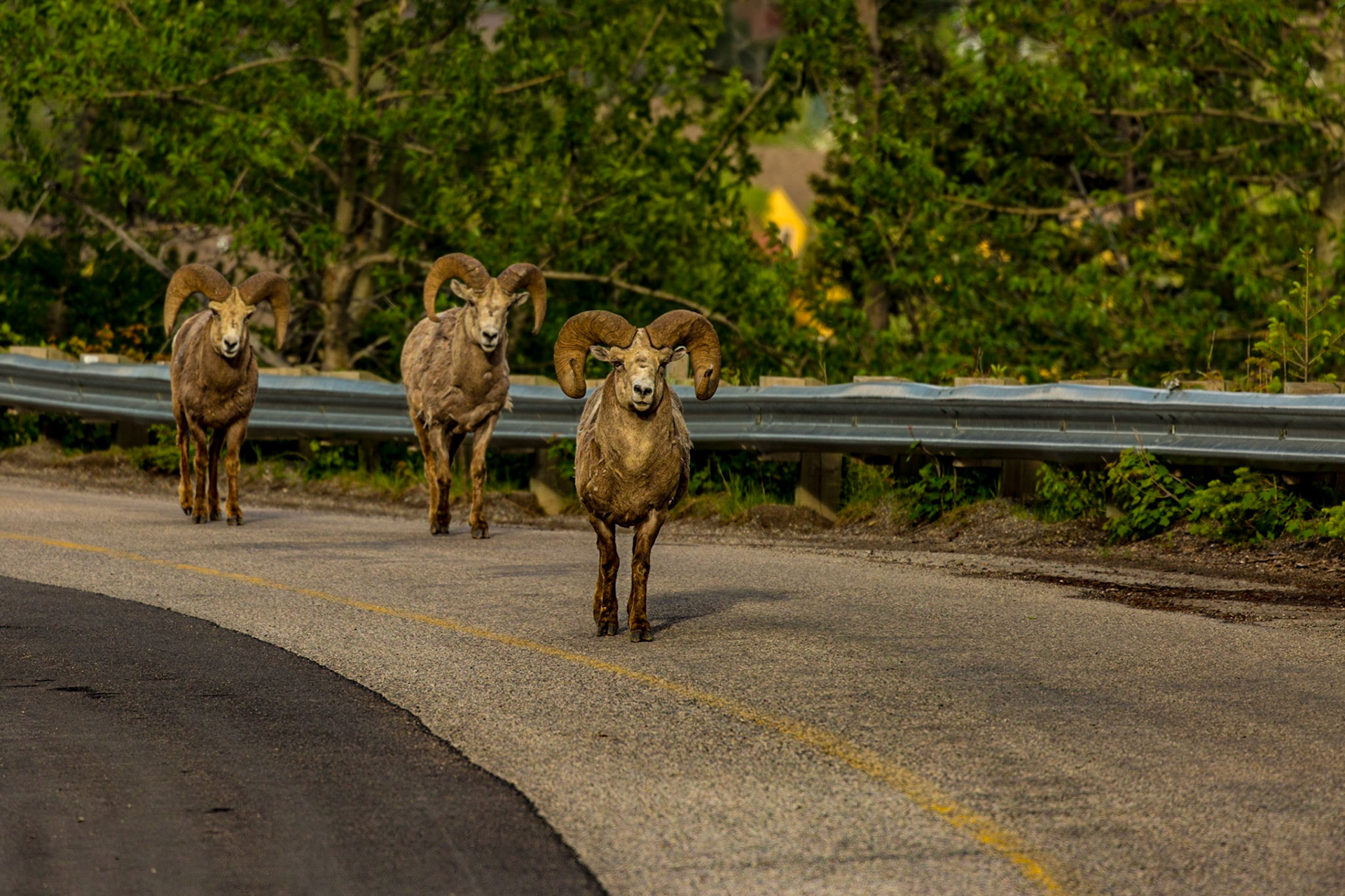 As we came into Waterton, Alberta, we were exited to find a brown bear in the lawn of a home. Mark tried for a few shots from the nearby business’ the parking area.  We looked for another perspective on the road to Cameron Lake and could not see the bear. Low and behold, there were three mountain sheep beside that road. I think this was the closest I have ever been to these beautiful animals. The evening light was just right and they hung around for us. We were in the right place.