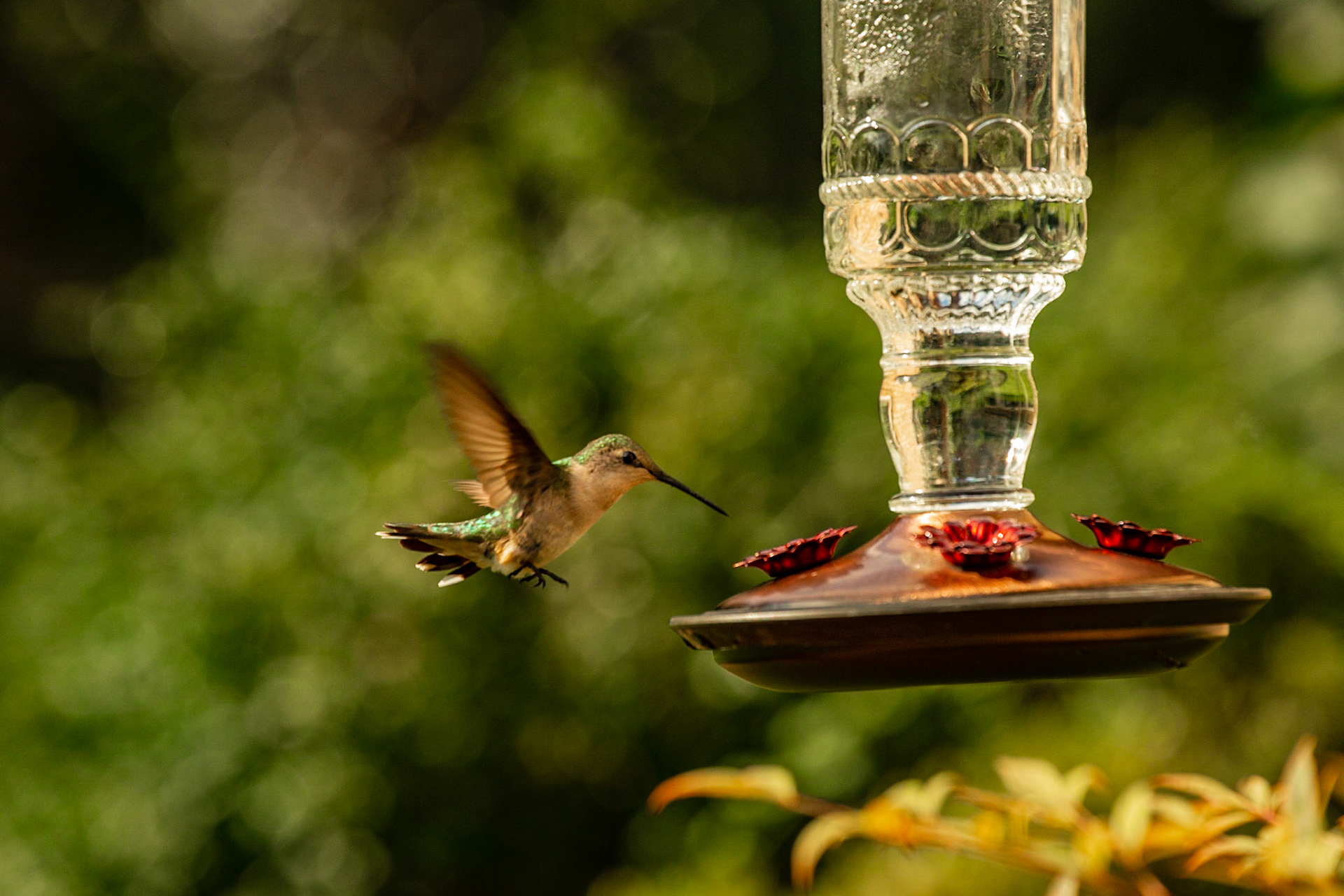 Hummingbird