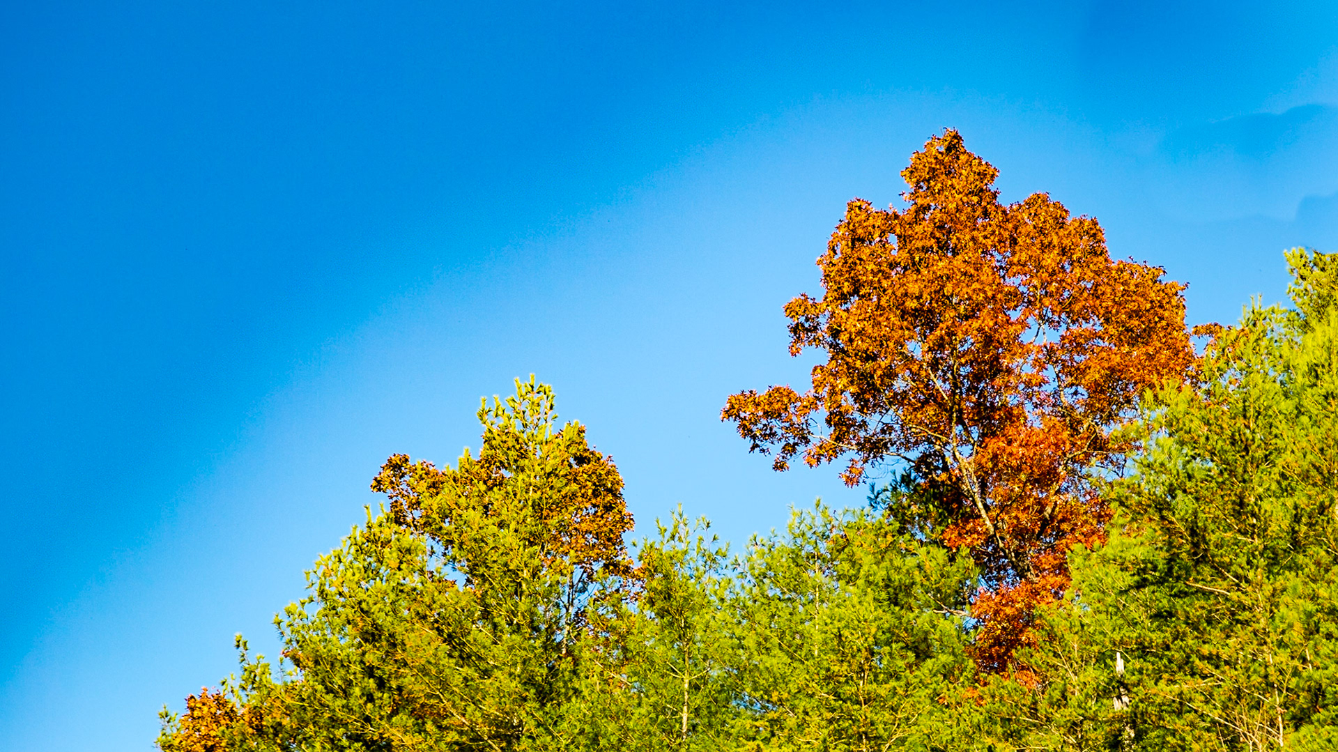 Above Carr Creek on Foothills Parkway