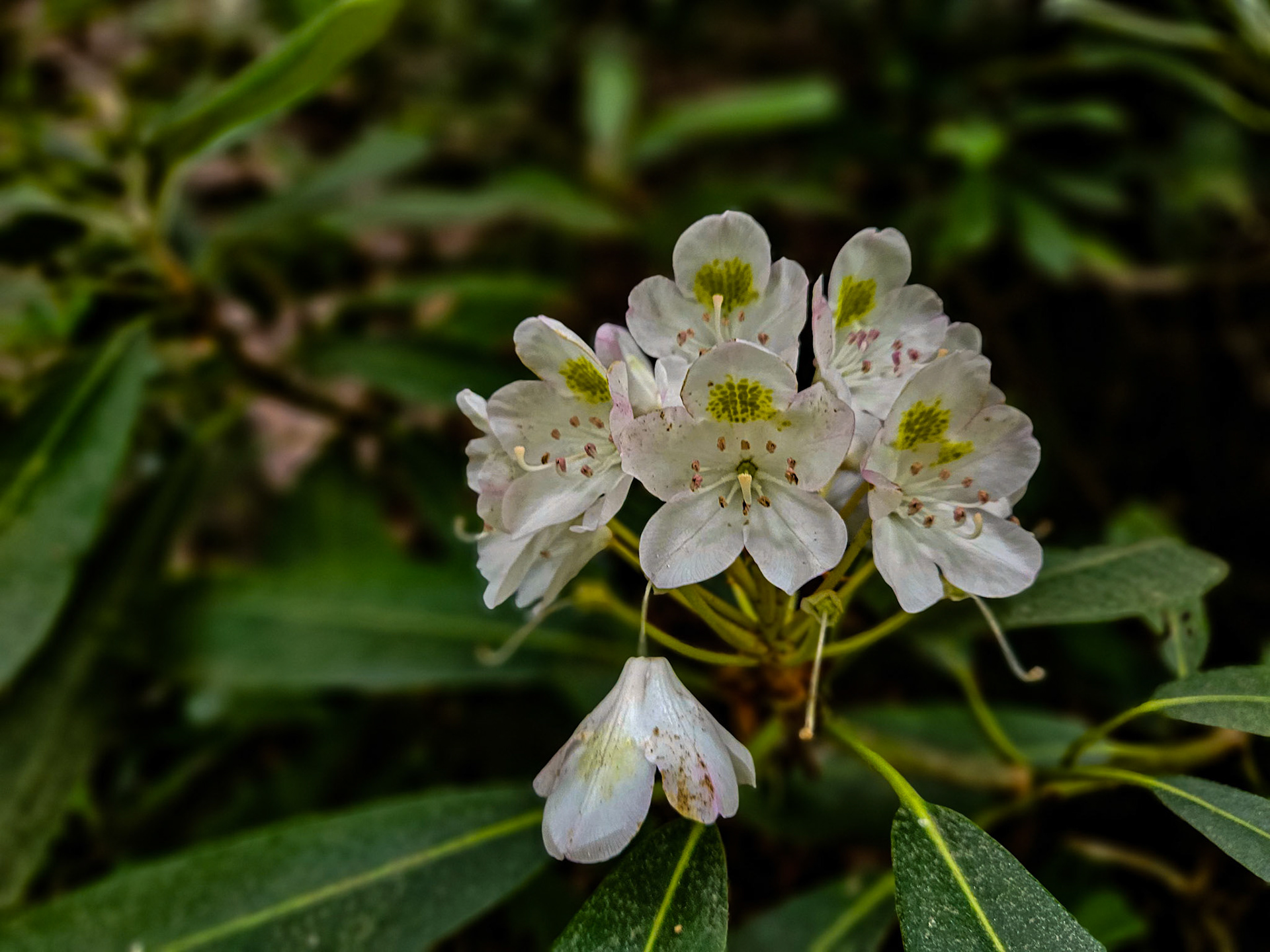 Mountain Laural on Middle Prong Trail, Great Smoky Mountains National Park, with Christie, June 17, 2025