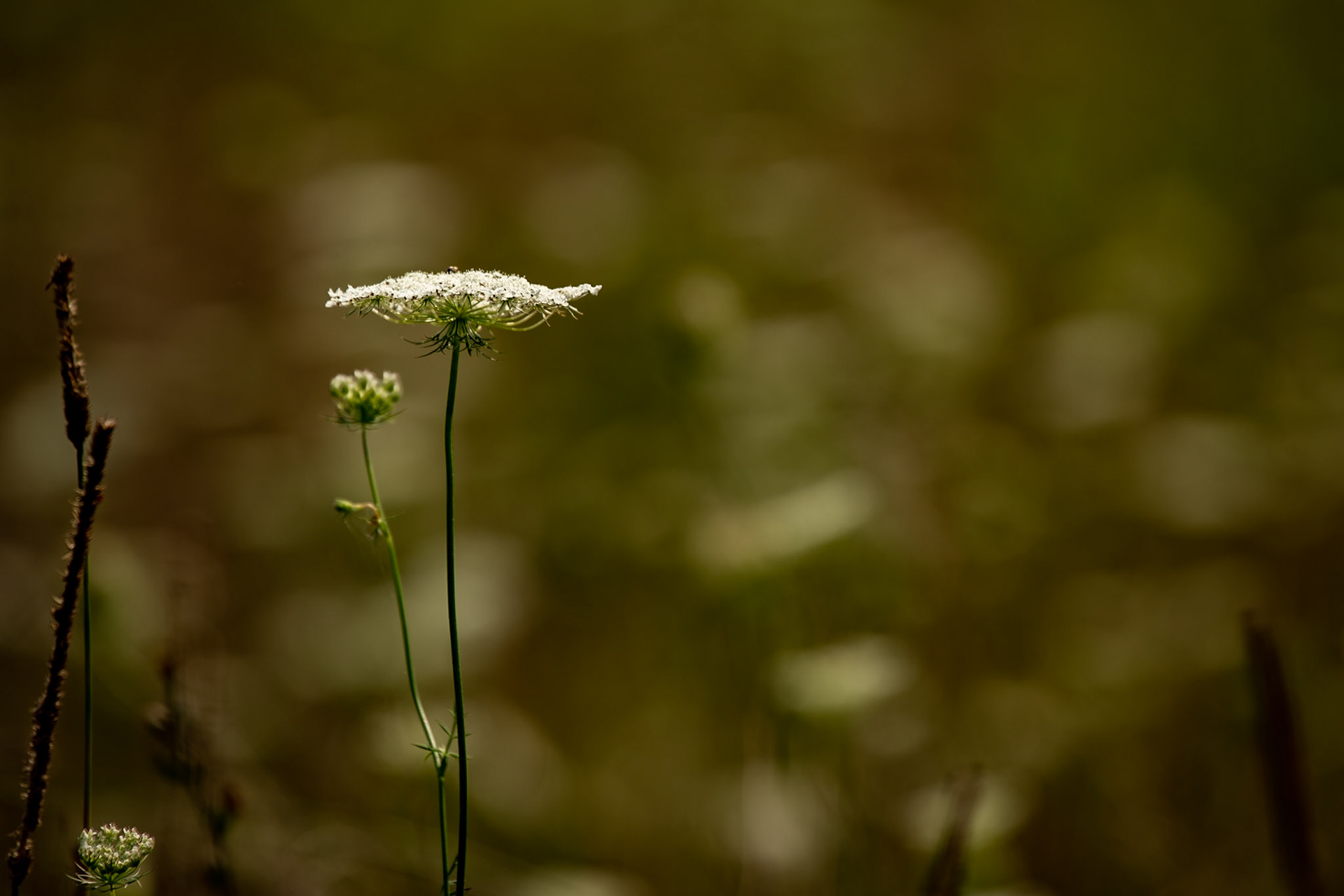 Queen Ann's Lace At Bandy Creek Stables