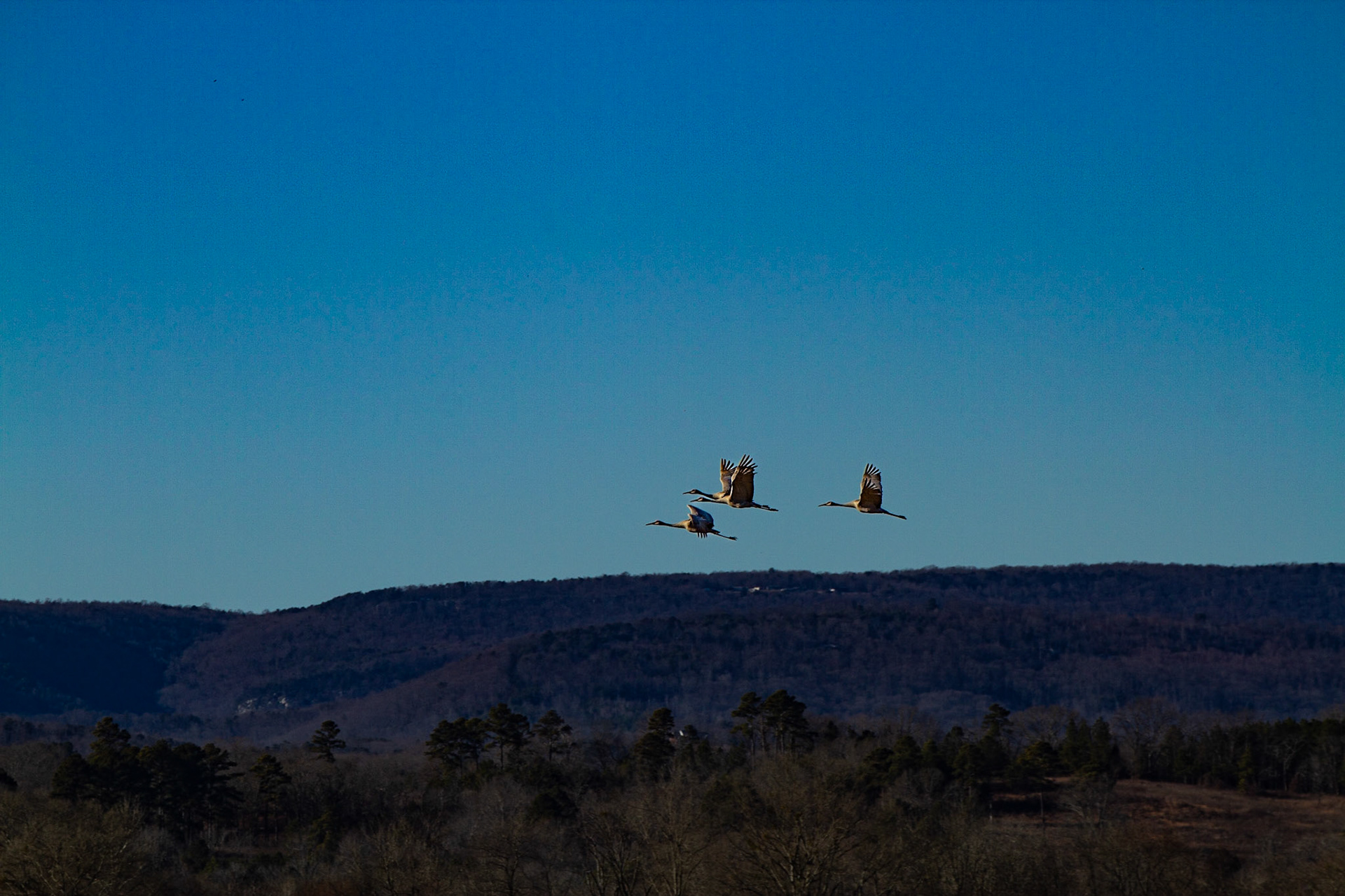 These guys stand 3 to 4 feet tall and have wing spans of 6 feet.
