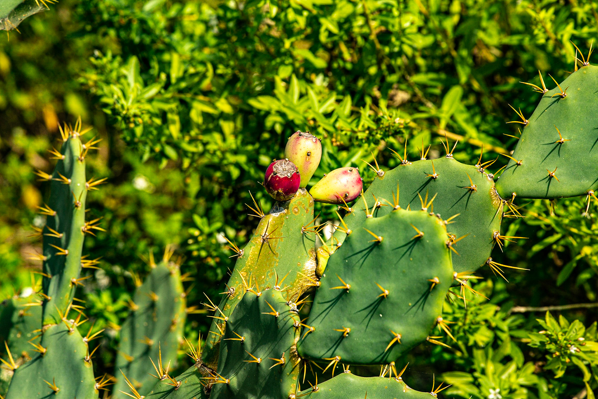 Key West Tropical Forest &amp; Botanical Garden