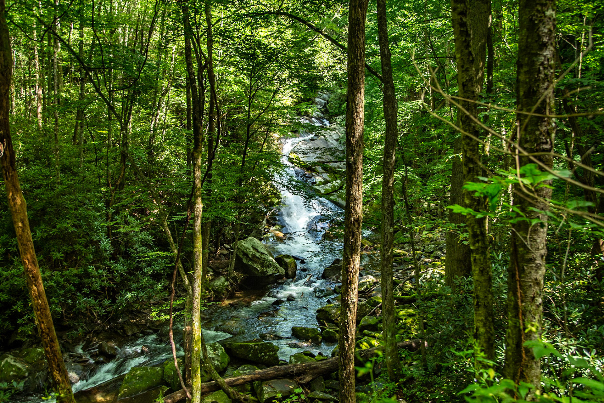 Middle Prong Trail Near Lynn Camp