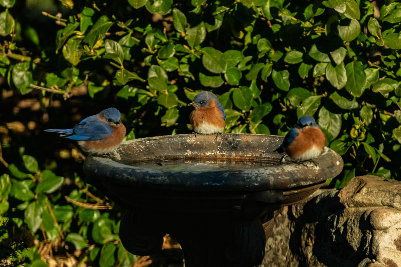 Bluebirds at the Birdbath