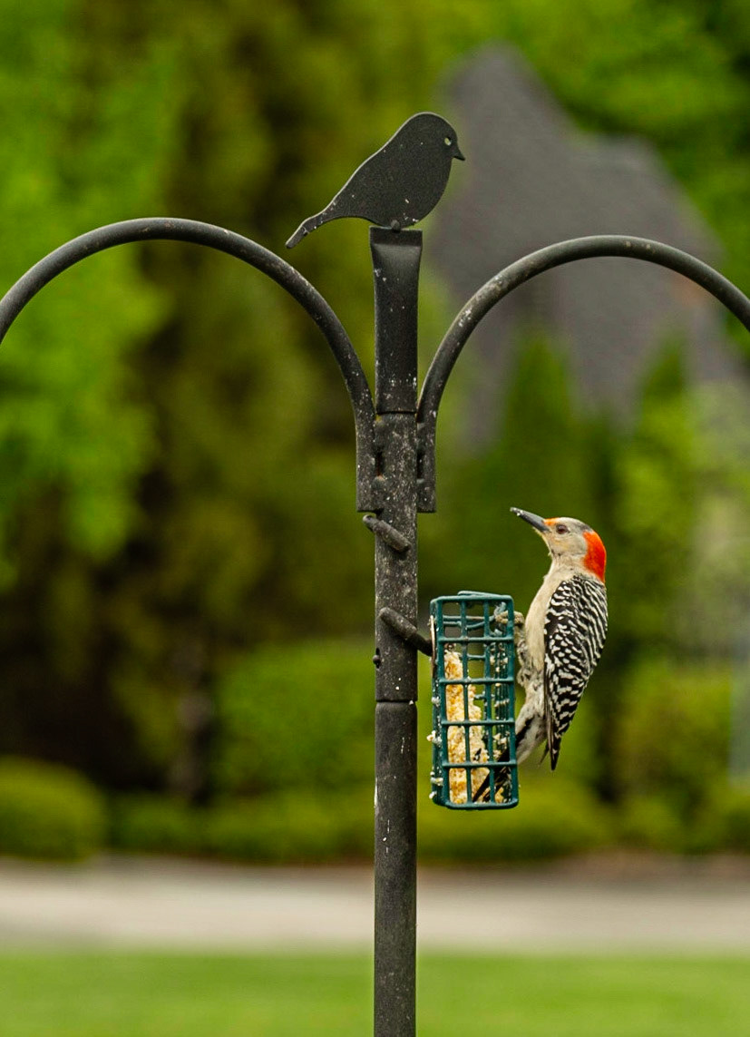 Red Bellied Woodpecker Pair