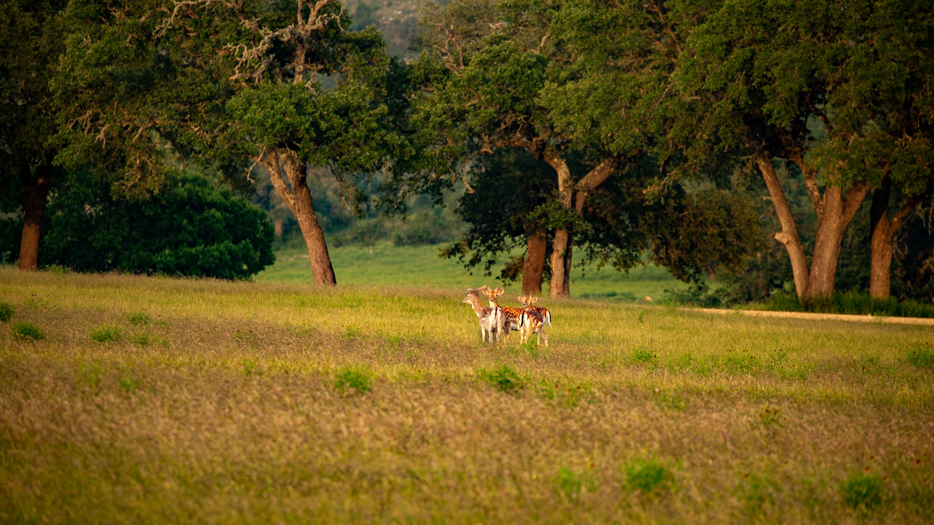 Deer near Sisterdale