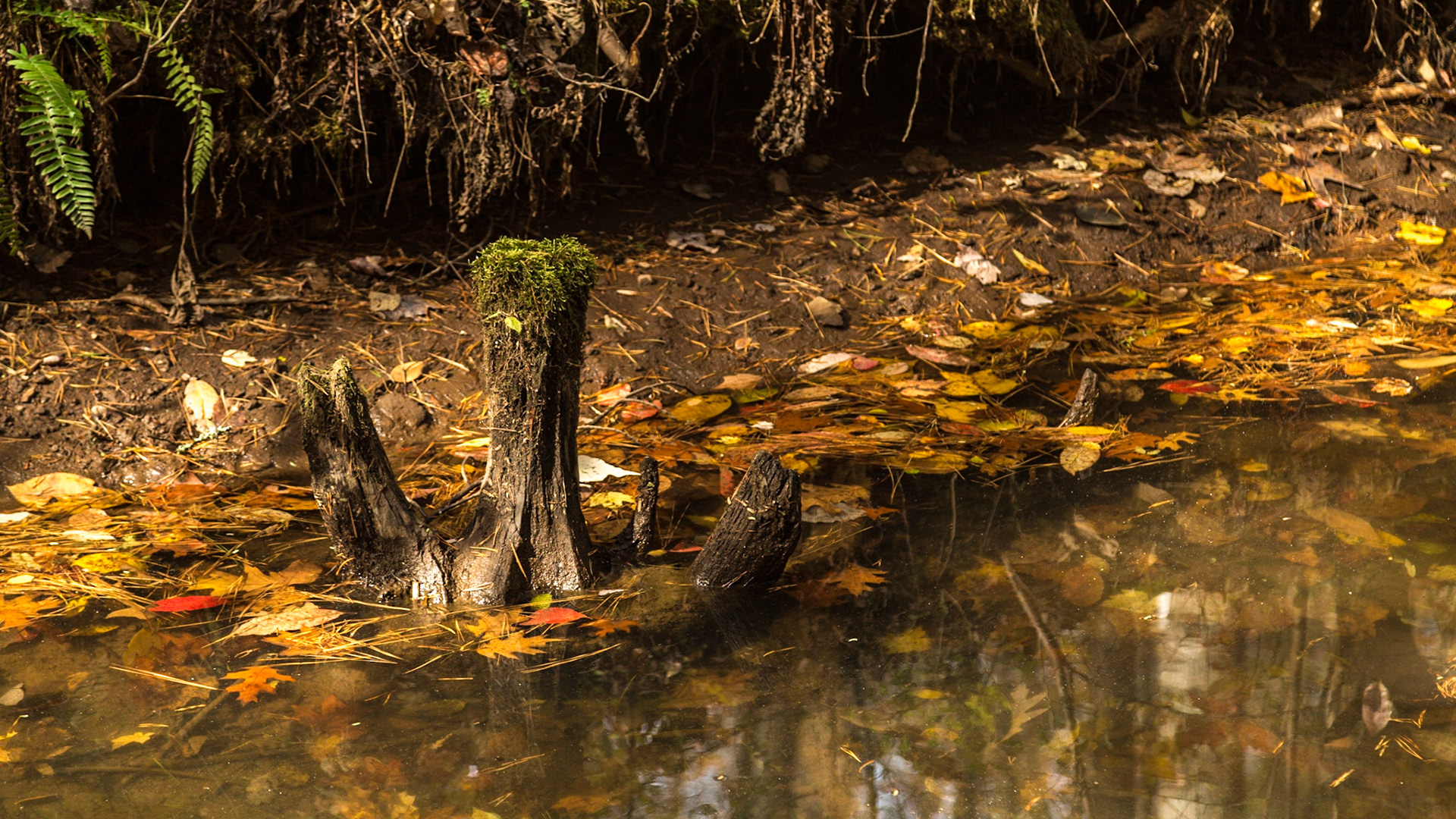 Saturday Morning, when Coit and his family visited.  Raven and I went to the Coytee area of the East Shore, Tellico Lake.  I have thought it would be a good trail to explore since I found the trailhead.  It turns out that the trail I wanted to take was Sinking Creek instead of Coytee, which goes the other way.