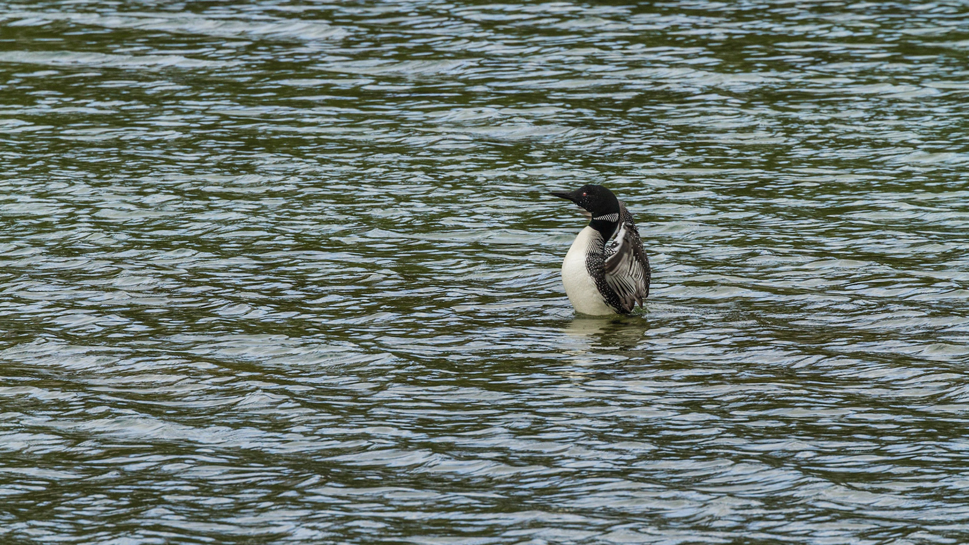 We turned onto Spray Valley Road and figured out that it could eventually take us back to Canmore. Soon, we discovered this Common Loon on a lake near the road.  He performed for me.  Although the road was unpaved gravel, it was smooth and appeared to be a very comfortable drive. We continued.