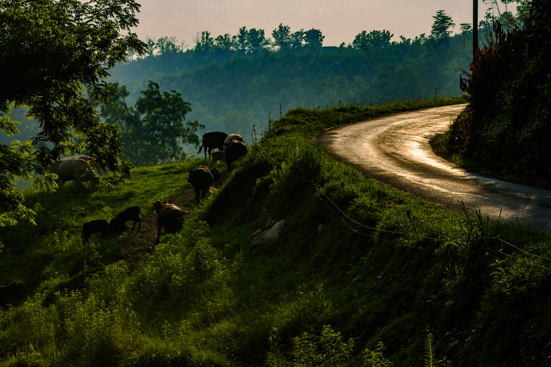 Chestnut Valley of Blount County (Maybe), July 27, 2013, Christie was gone to The Nashoba County Fair in Philadelphia, Mississippi. I visited with a client in Madisionville, TN.  He has been with us many years.  After the visit, I drove into Cherokee National Forest for a drive down Citico Creek.  It was beautiful.