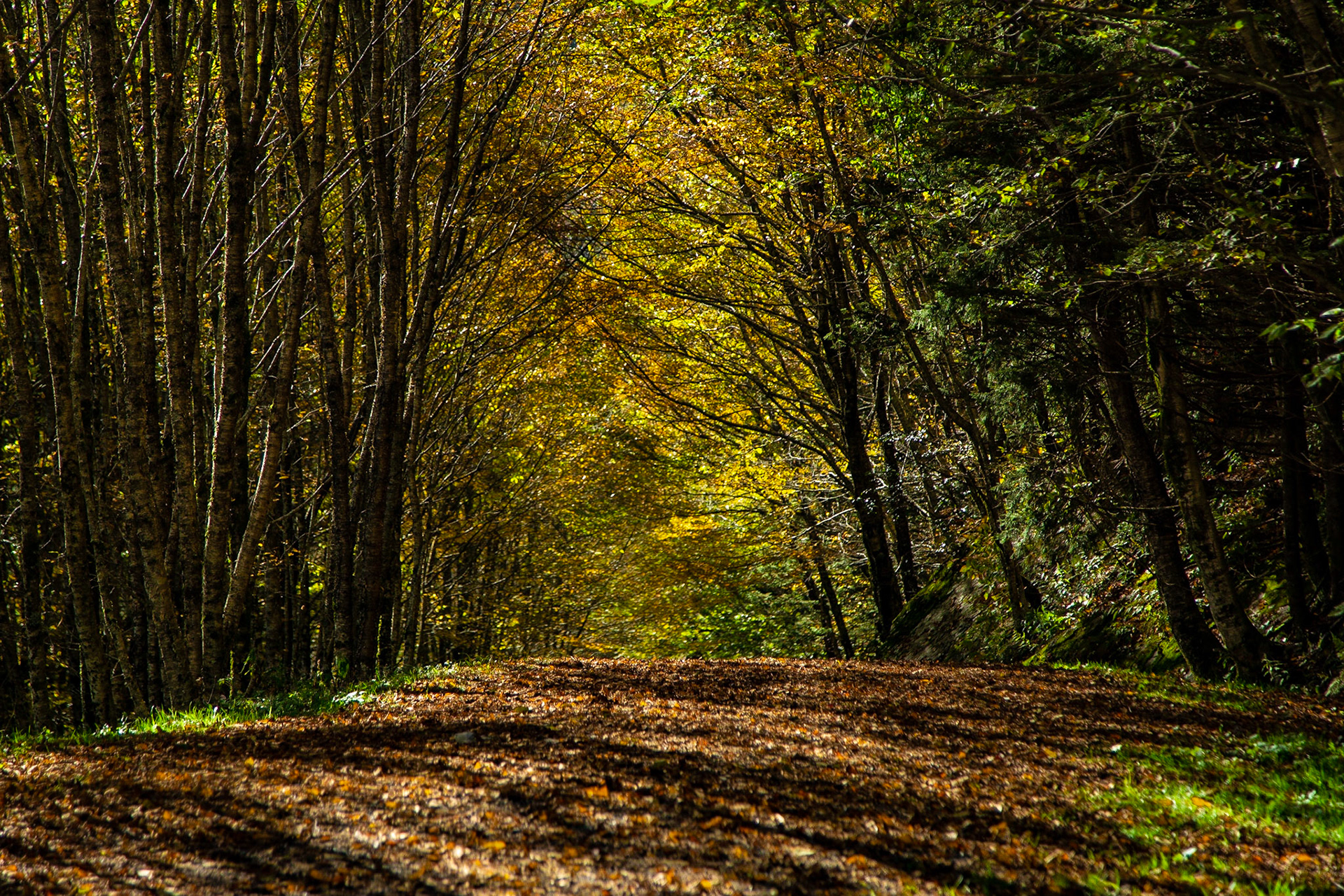 Newfound Gap Trail from Parking
