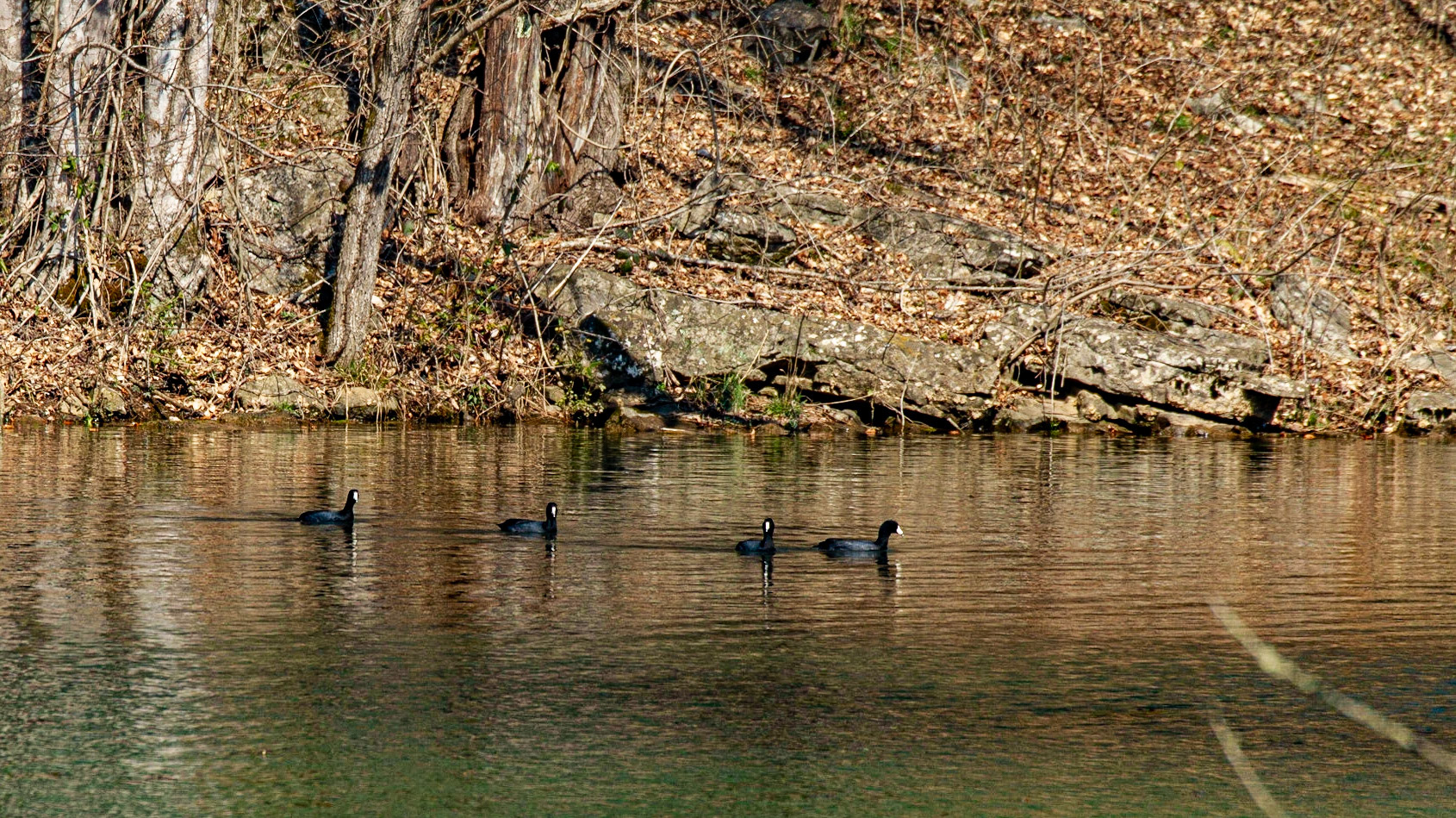 American Coot at Hicory Creek Park