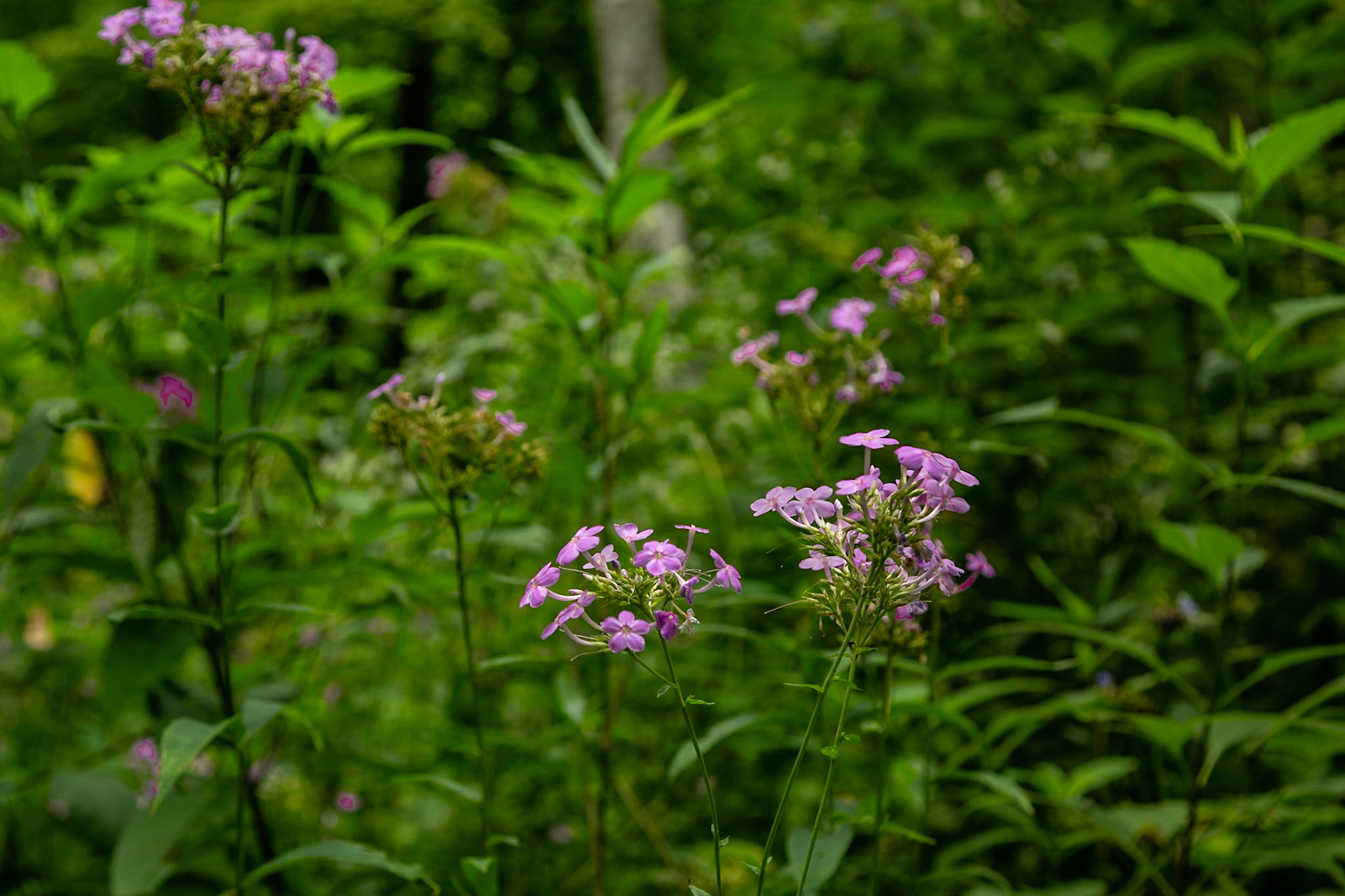 Flowers  at Leatherwood Ford