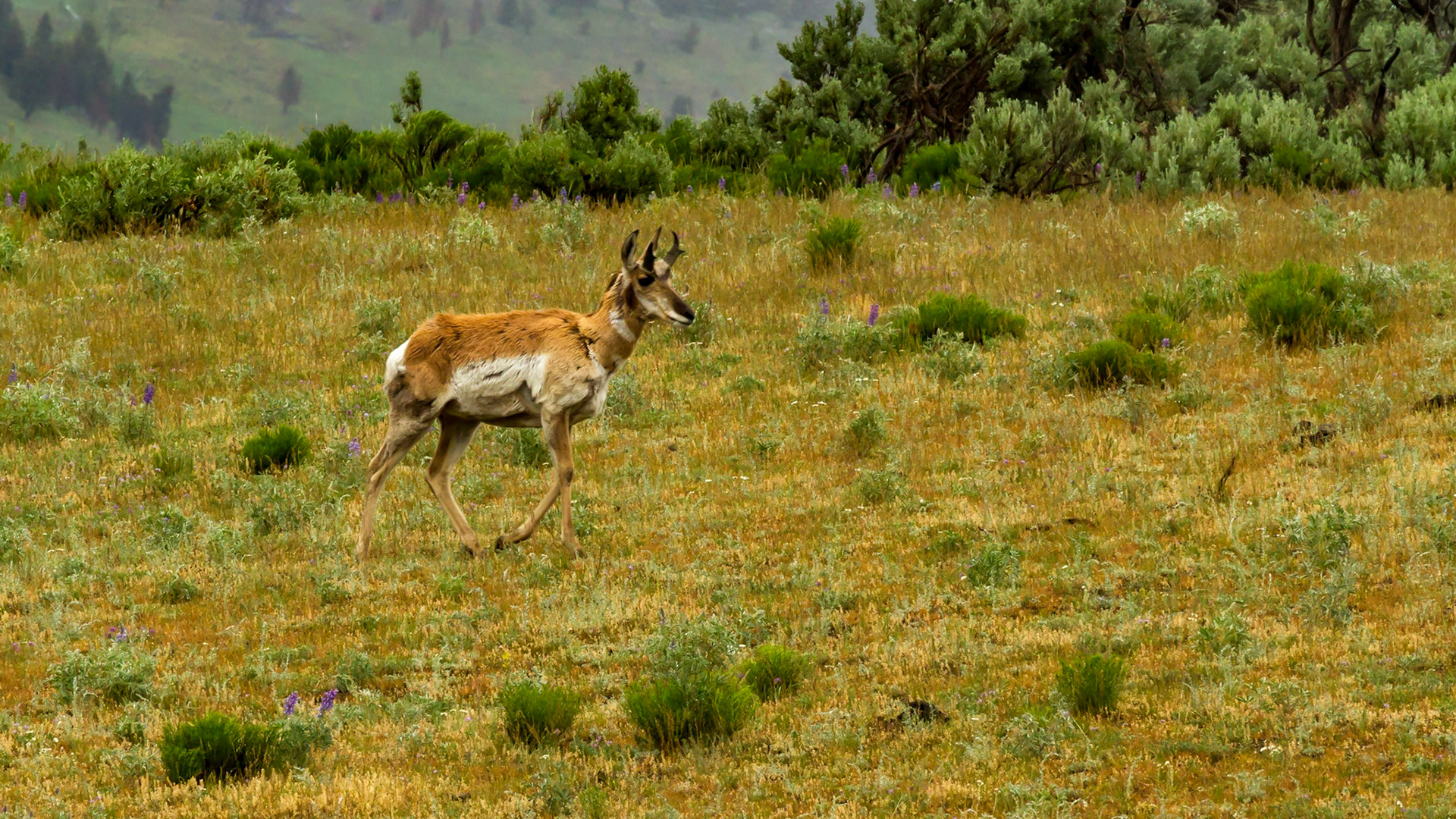 Lamar Valley Day in Yellowstone National Park