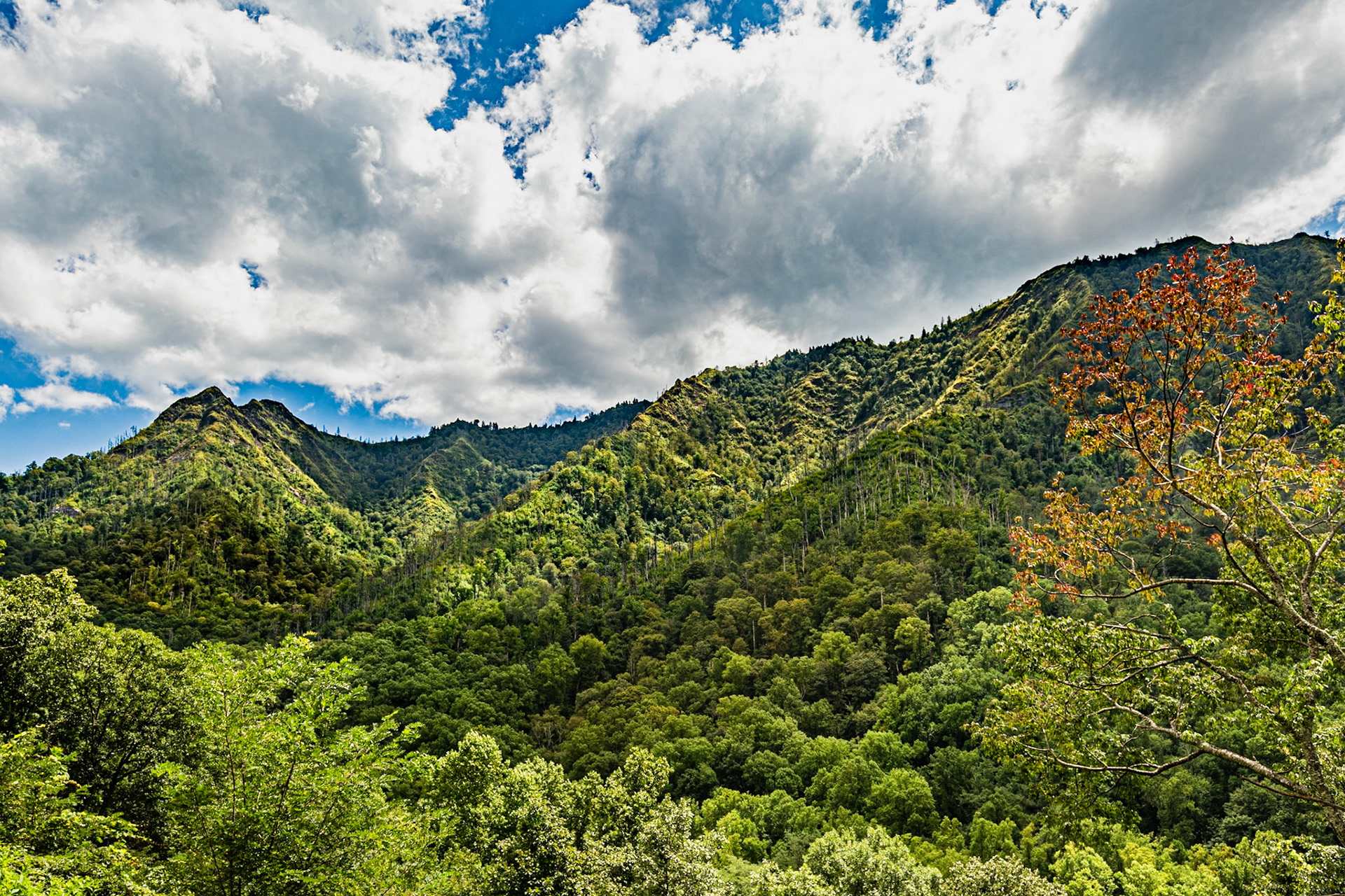 Late Summer Chimney Tops Overlook, September 1, 2022