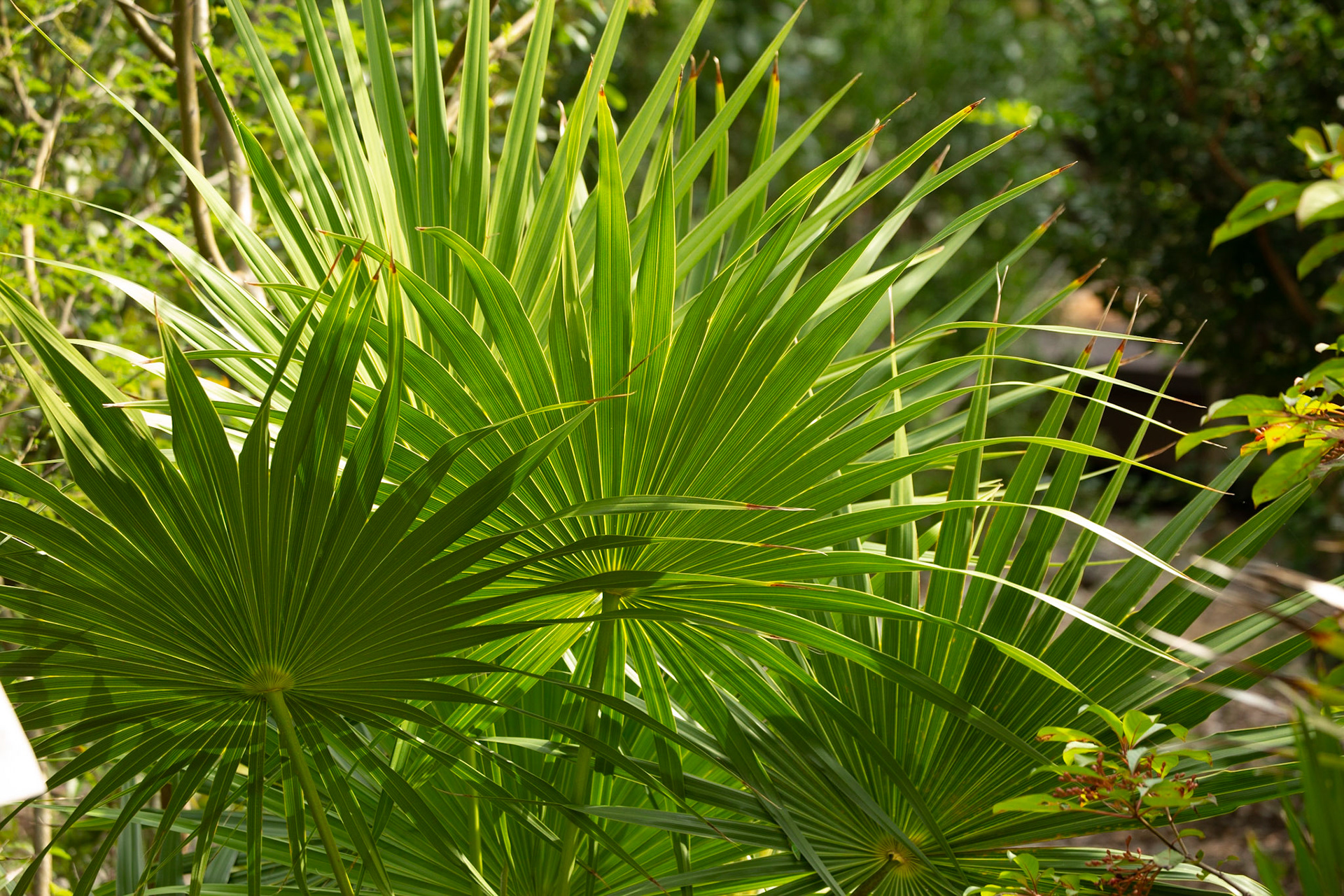 Key West Tropical Forest &amp; Botanical Garden