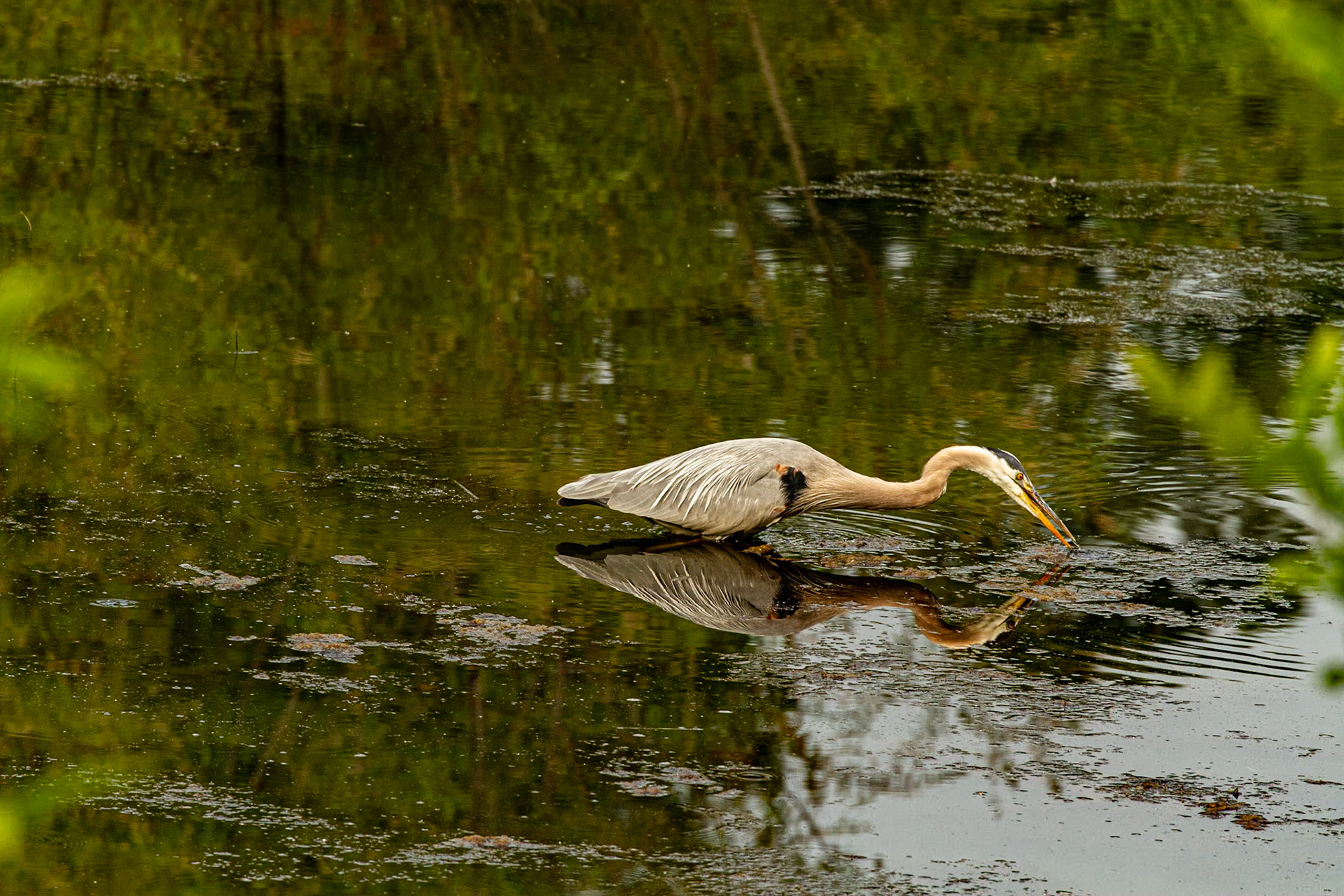 This guy was fishing in our neighborhood Friday May 26, 2023.