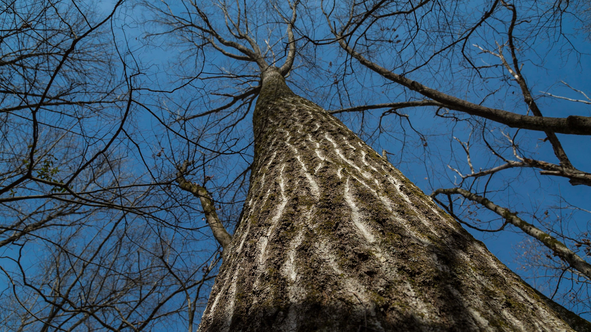 This morning Trever, Grace and I walked about two miles on the trails along Fort Loudon Lake, between Carl Cowan and Admiral Farragut Parks.