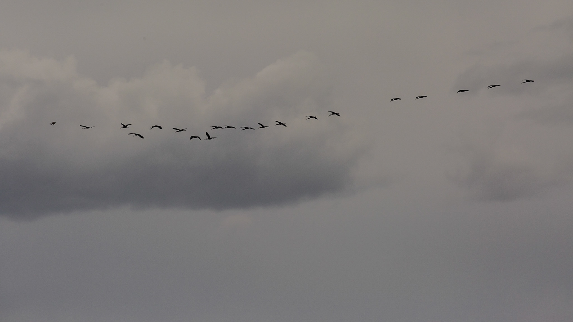 These guys helped me realize how many birds I would see in the coming few hours.