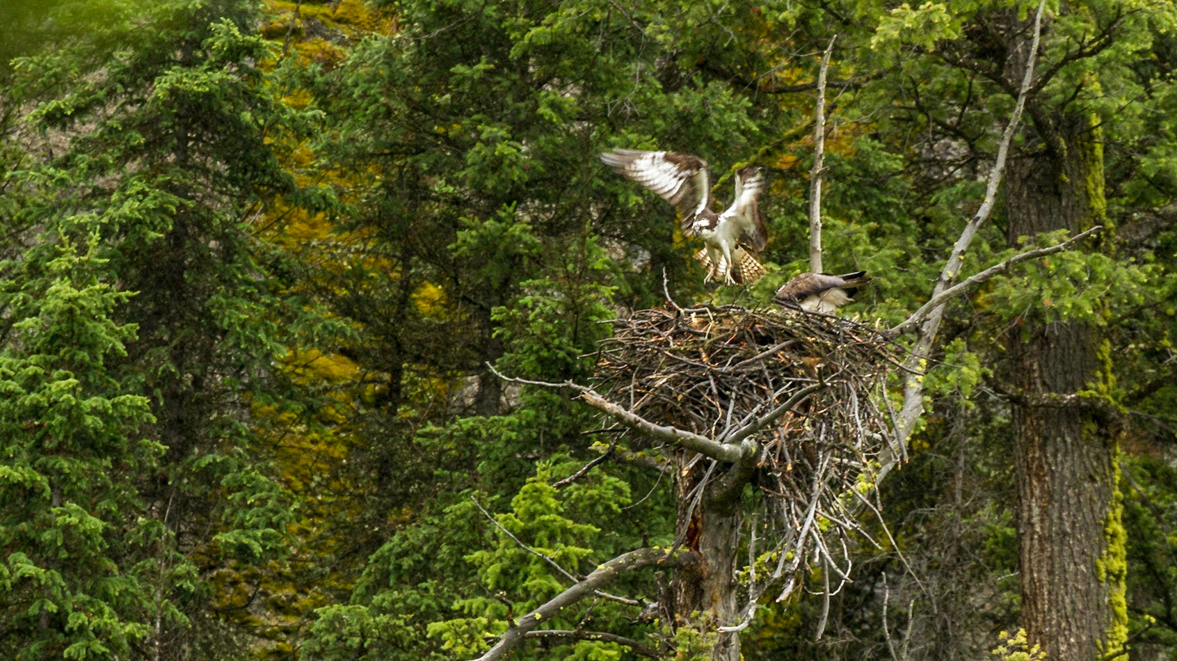 Lamar Valley Day in Yellowstone National Park