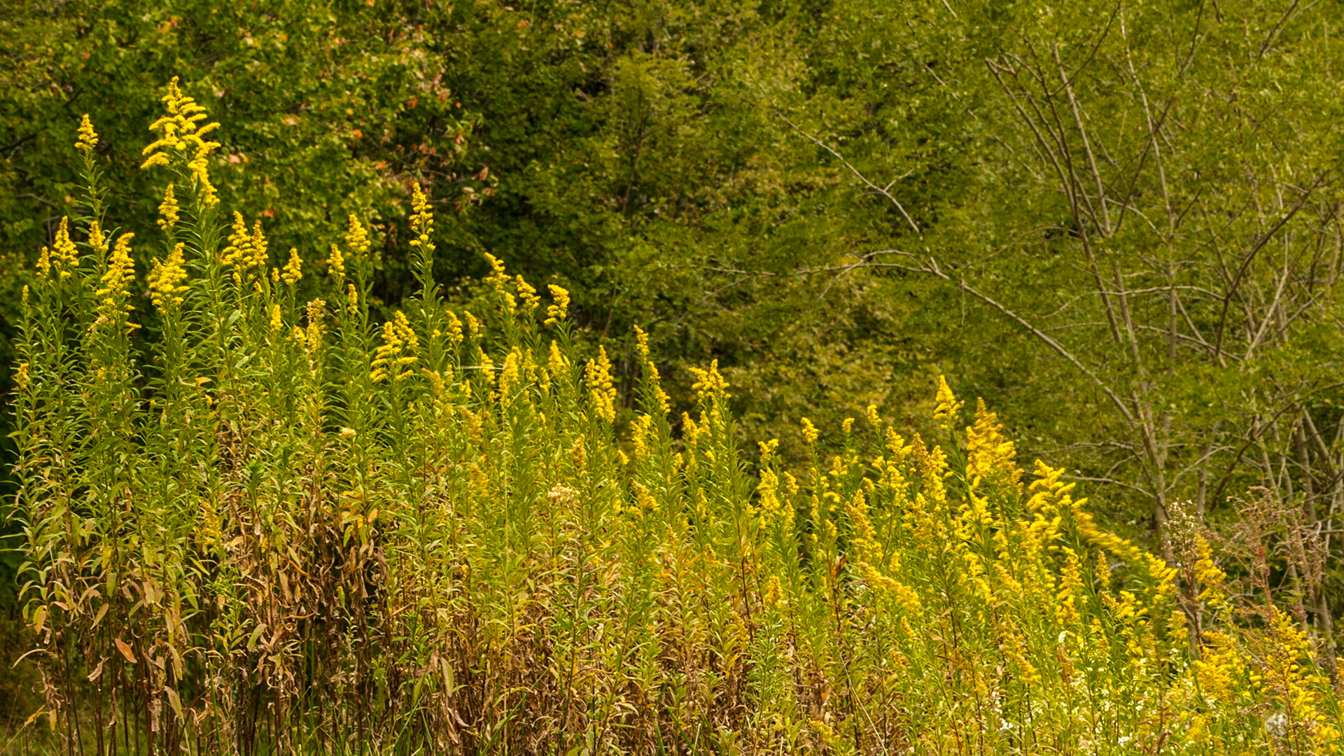 October 6, 2017 Christie was out of town for her forty-fifth high school class reunion.  I went on a drive for photography, just as fall color started to show.  It was a good day for this kind of trip, with good landscapes and a few vintage cars at First Baptist Church in Farragut, followed by the Cherohala Skyway and Fontana Dam.