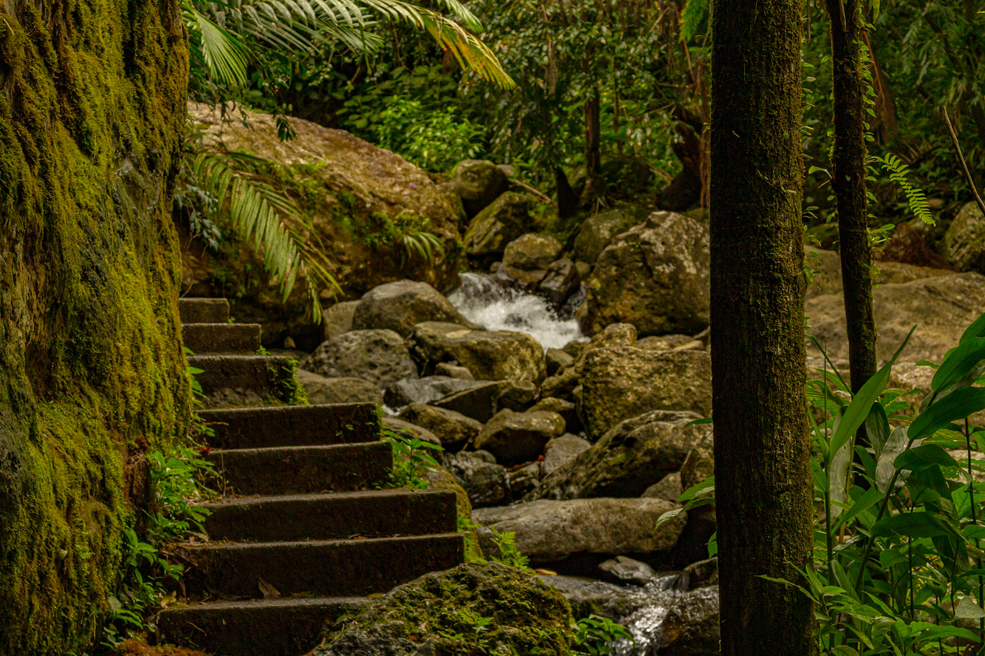 El Yunque National Forest, Puerto Rico, June 18, 2013