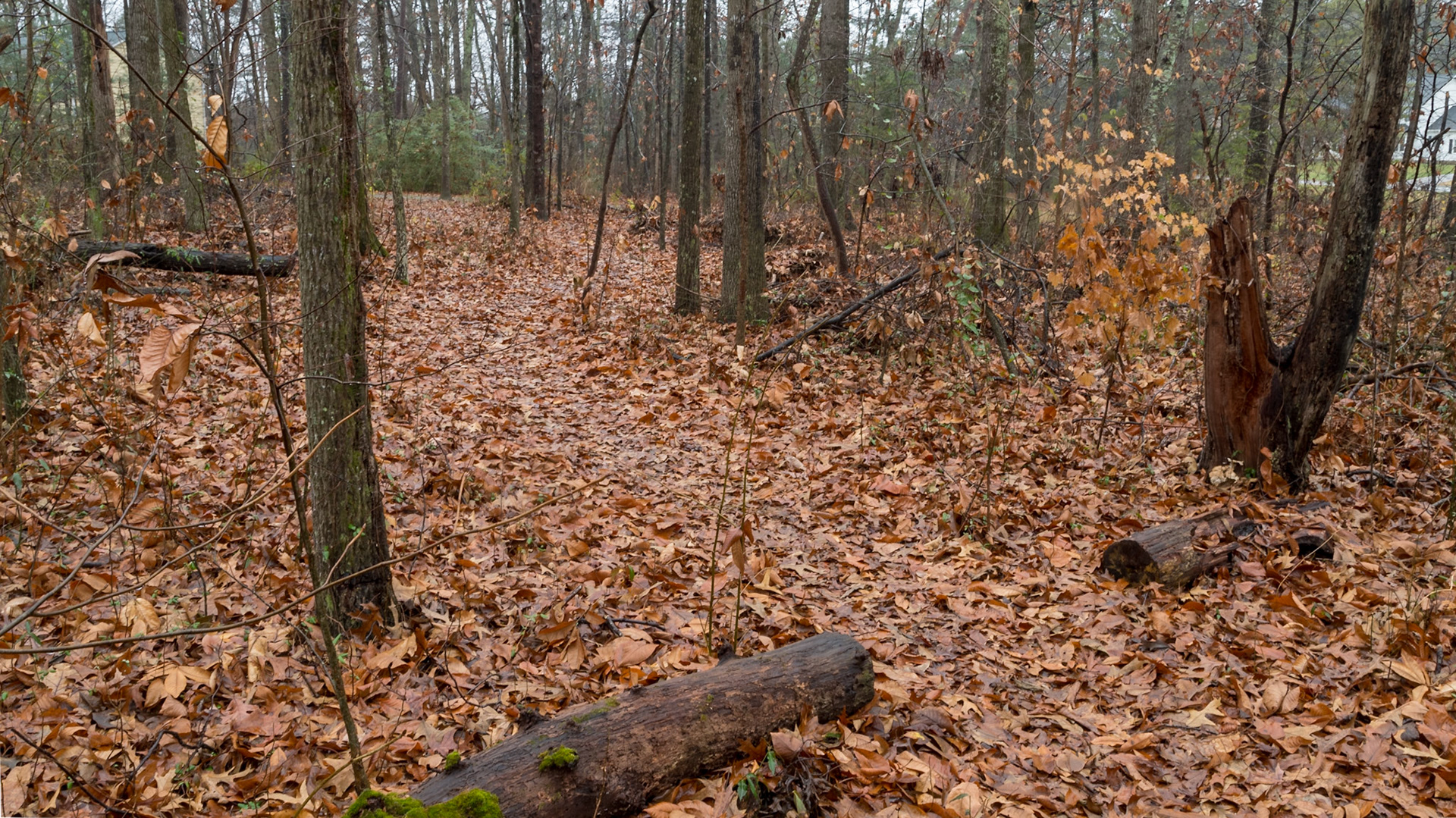 We have been in the house almost all of Christie's birthday today.  I kept looking outside, thinking how peaceful it looked.  Finally, I went for a short walk.  My fingers got cold and my butt got wet, setting on the ground to get down low.