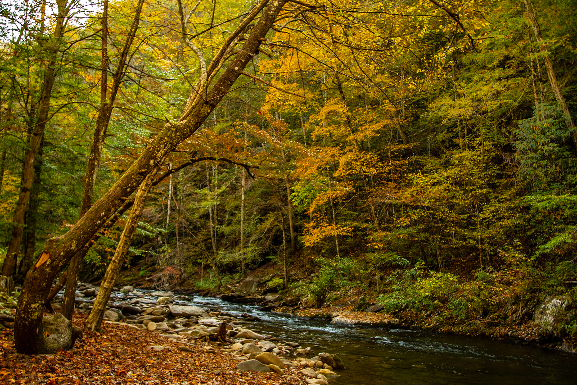 My son and I took a trip up Citico Creek that we have talked about for some time.  It turned out to be a great day for the adventure.