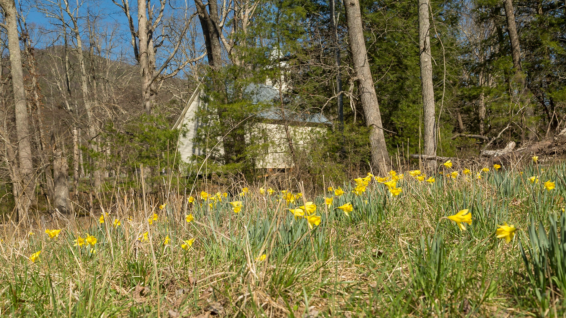 Cades Cove Saturday