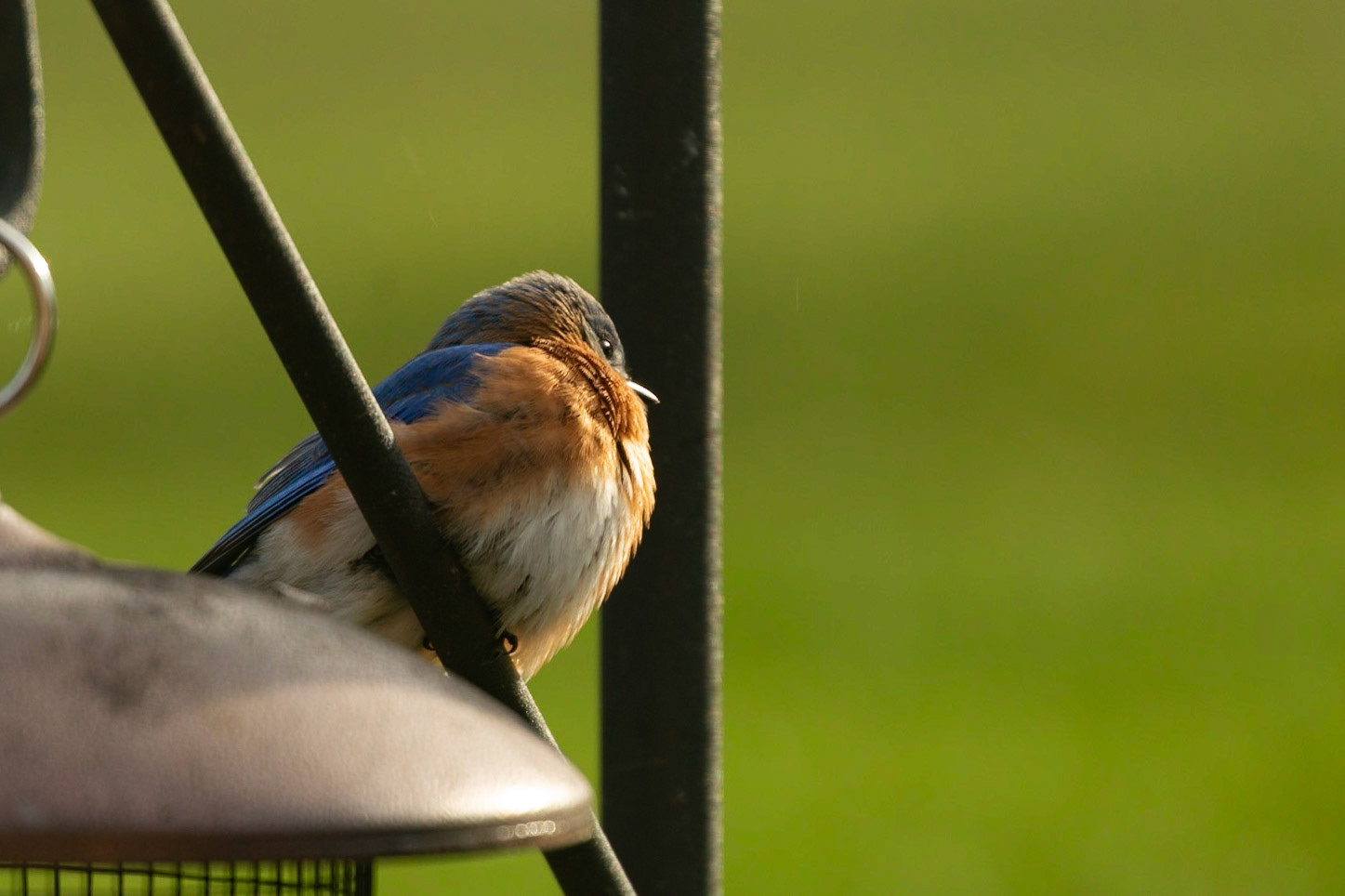 Bluebird All Fluffed Up for the Weather