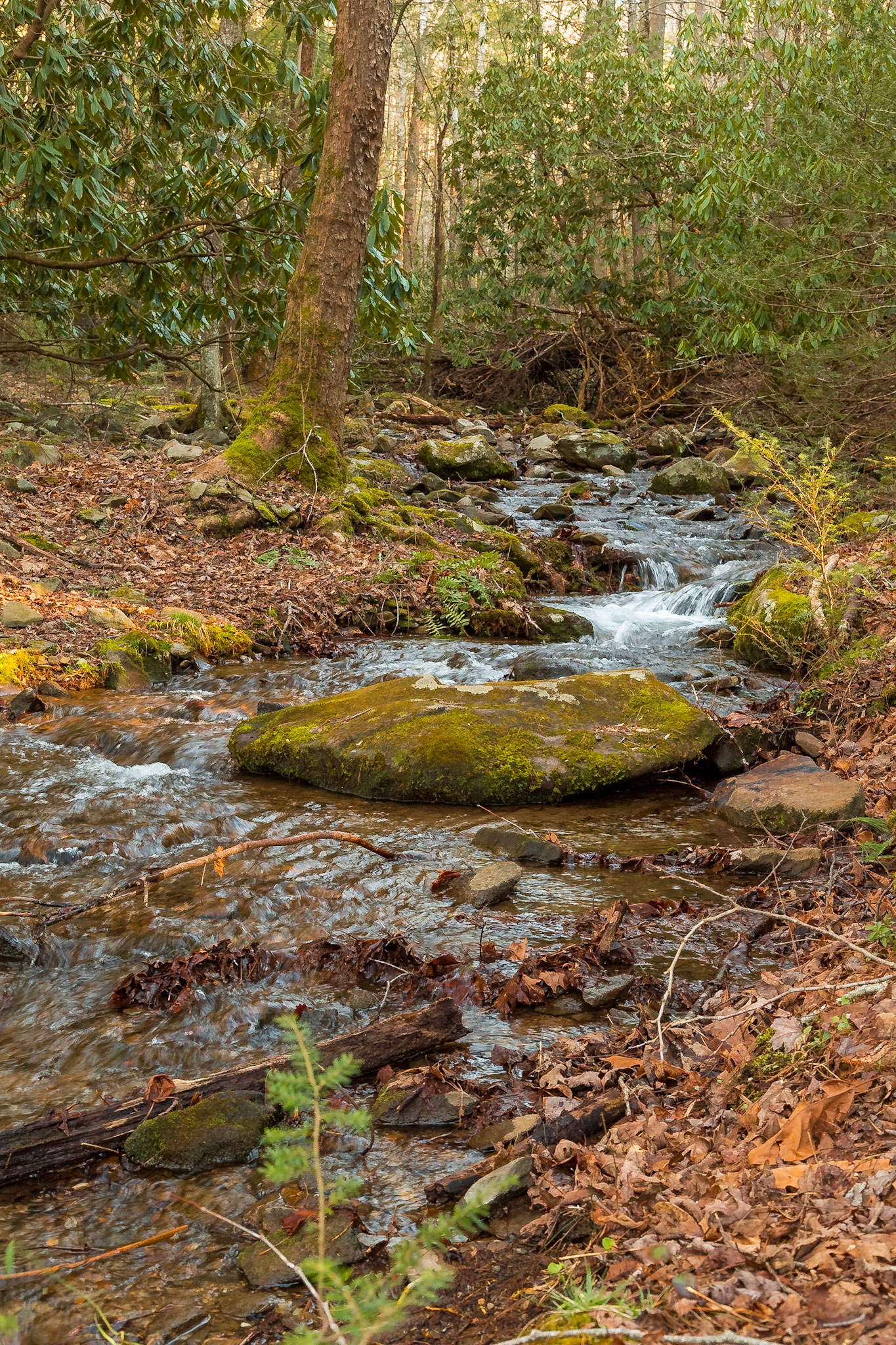 Cades Cove Saturday