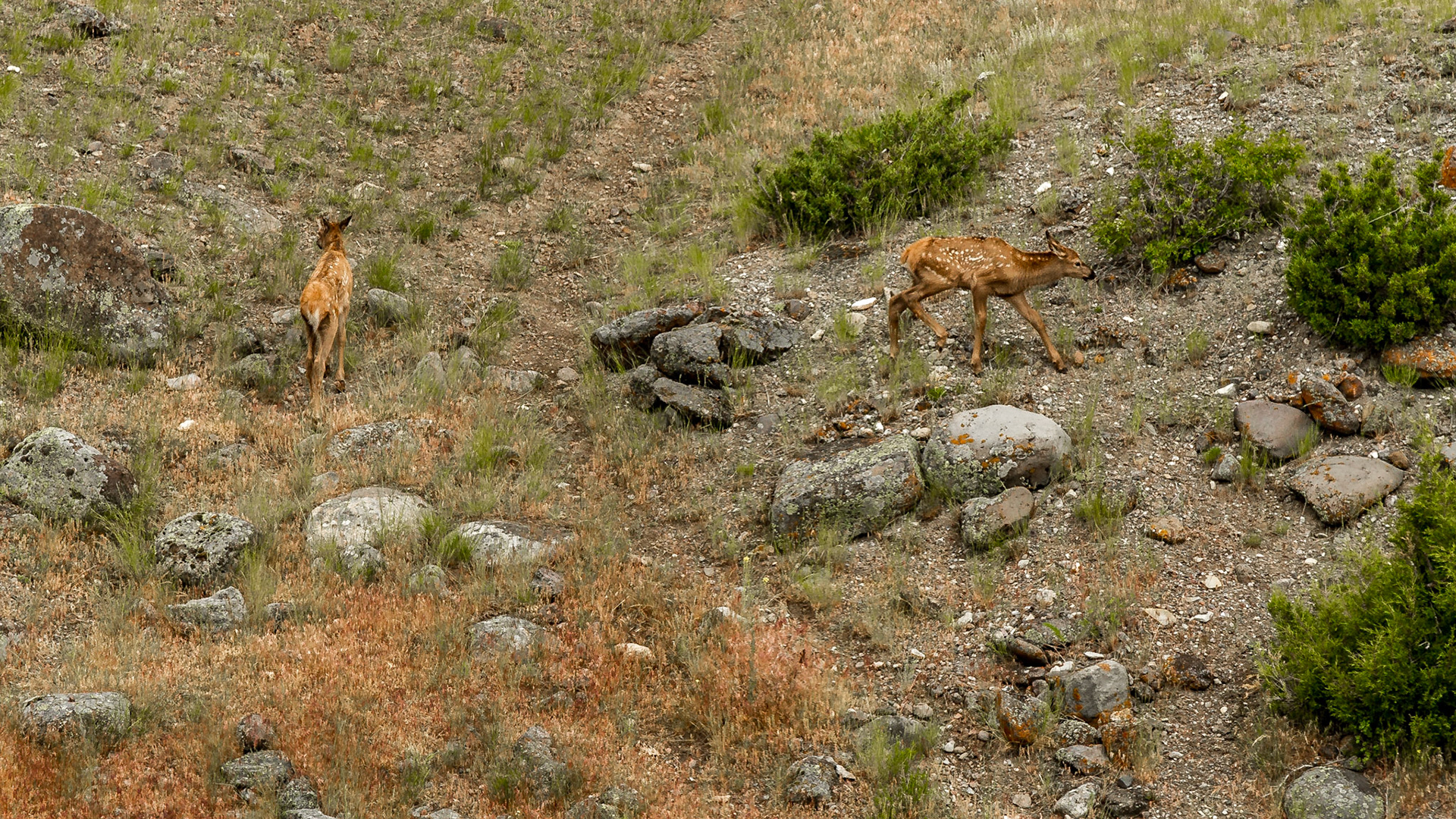 Lamar Valley Day in Yellowstone National Park
