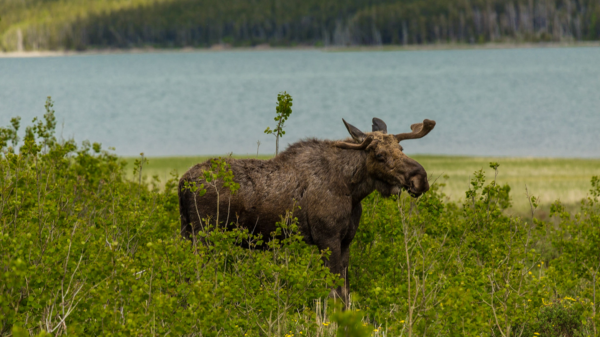 On the Many Glaciers Road, we came across “moose jam.” The road was full, with most people out of their cars. Trees and brush blocked good views of the moose. I realized I could walk the road and into the field a good distance from the moose. With a long lens, I could get my shots. Eventually, I was joined by several people, including Mark. One approached closer to the moose than he should. Instead of threatening, the moose laid down.