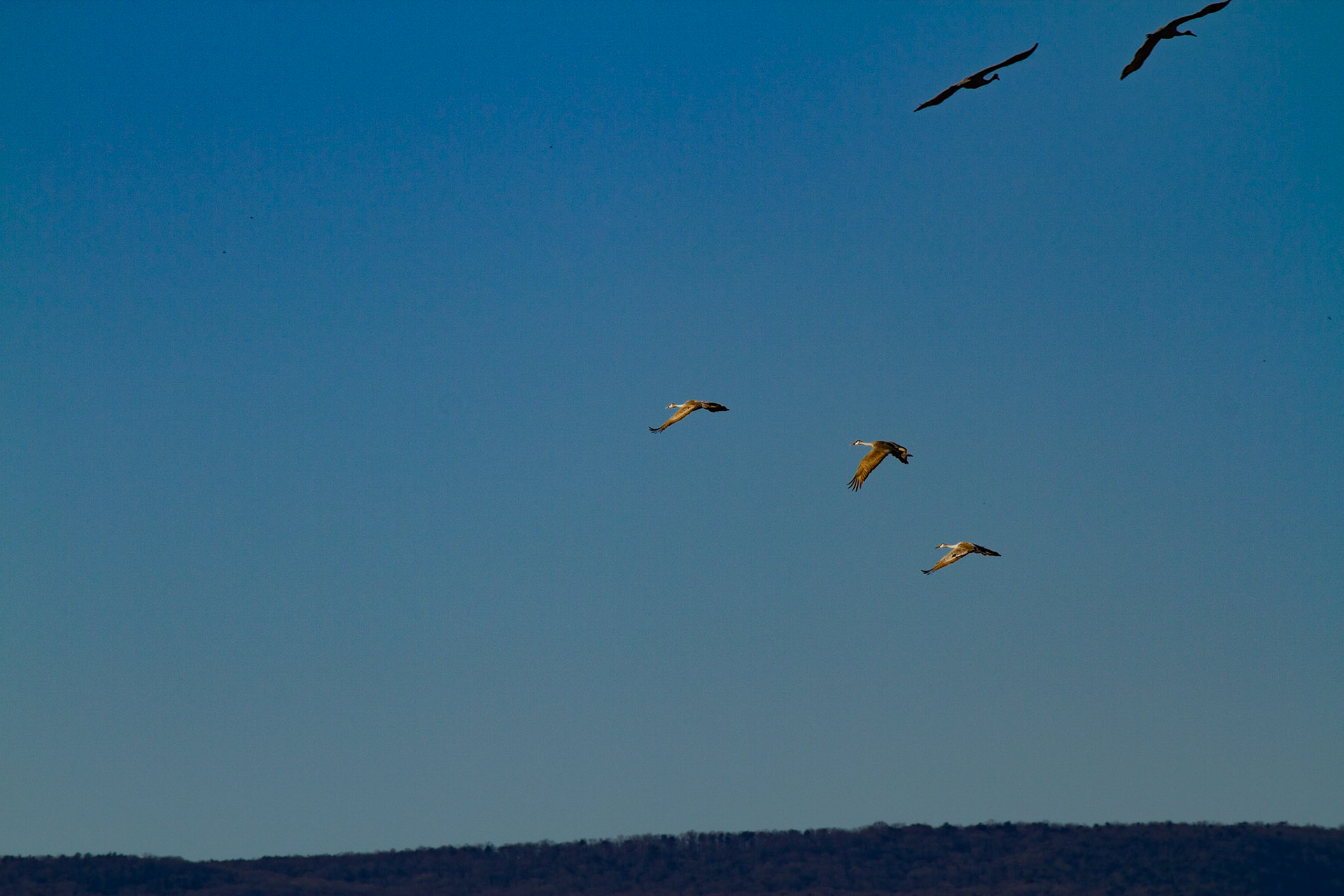These guys stand 3 to 4 feet tall and have wing spans of 6 feet.