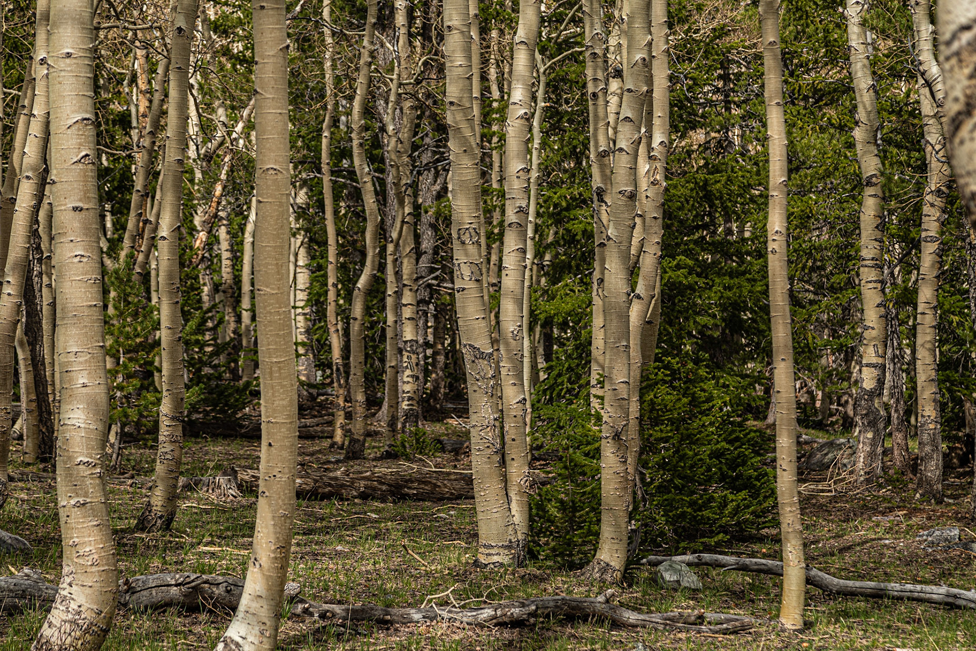 Ansel Adams inspired me to notice aspens wherever I find them.