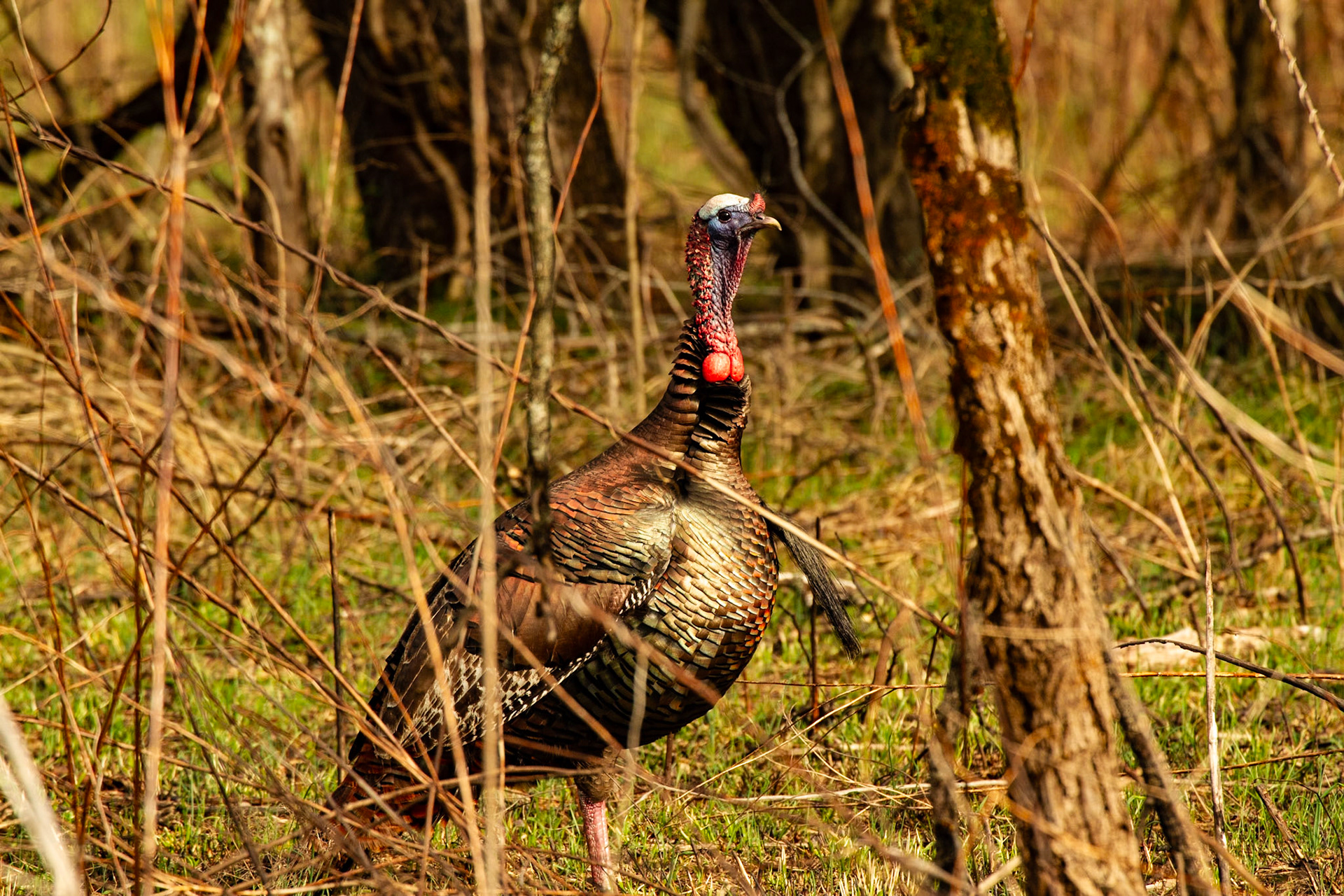 Turkeys in Cades Cove March 3, 2024